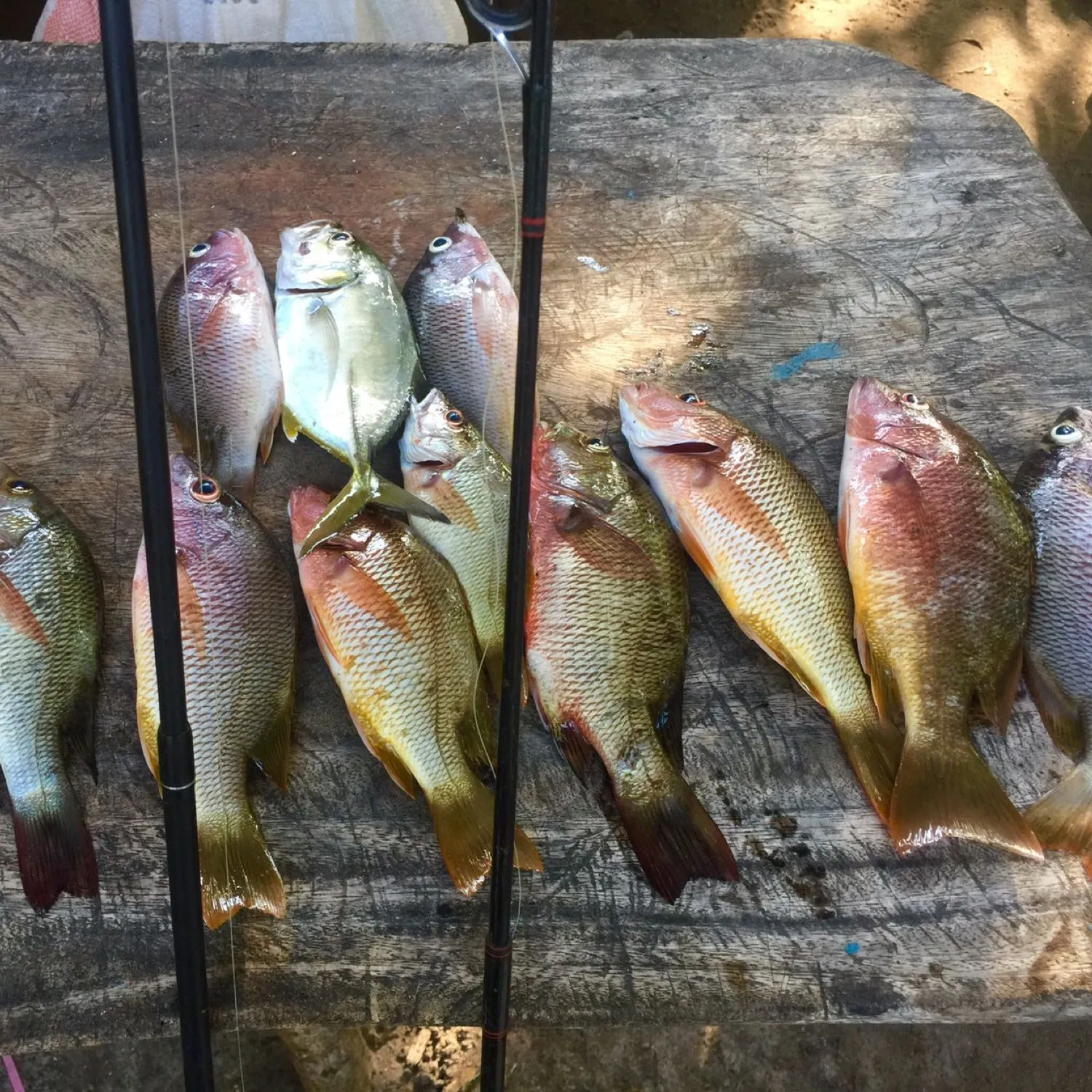 recently logged catches