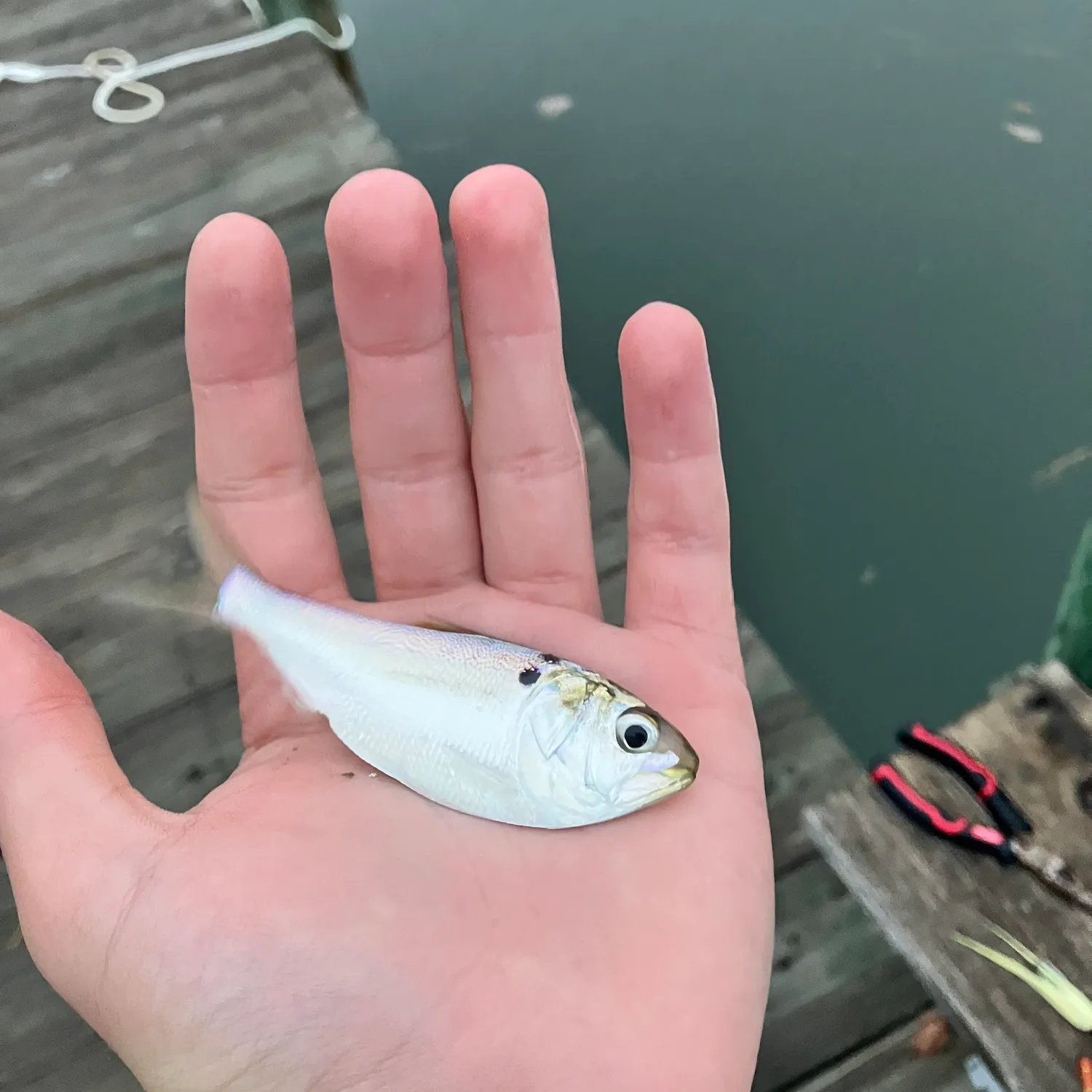 The most popular recent Alewife catch on Fishbrain