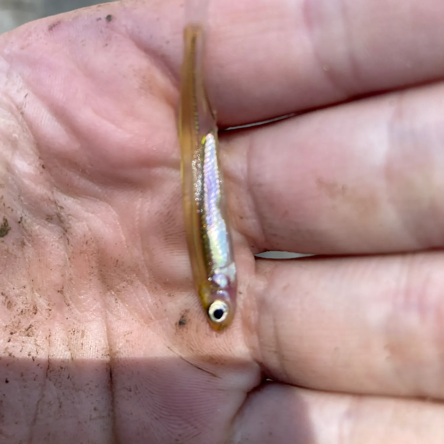 The most popular recent Whitebait smelt catch on Fishbrain