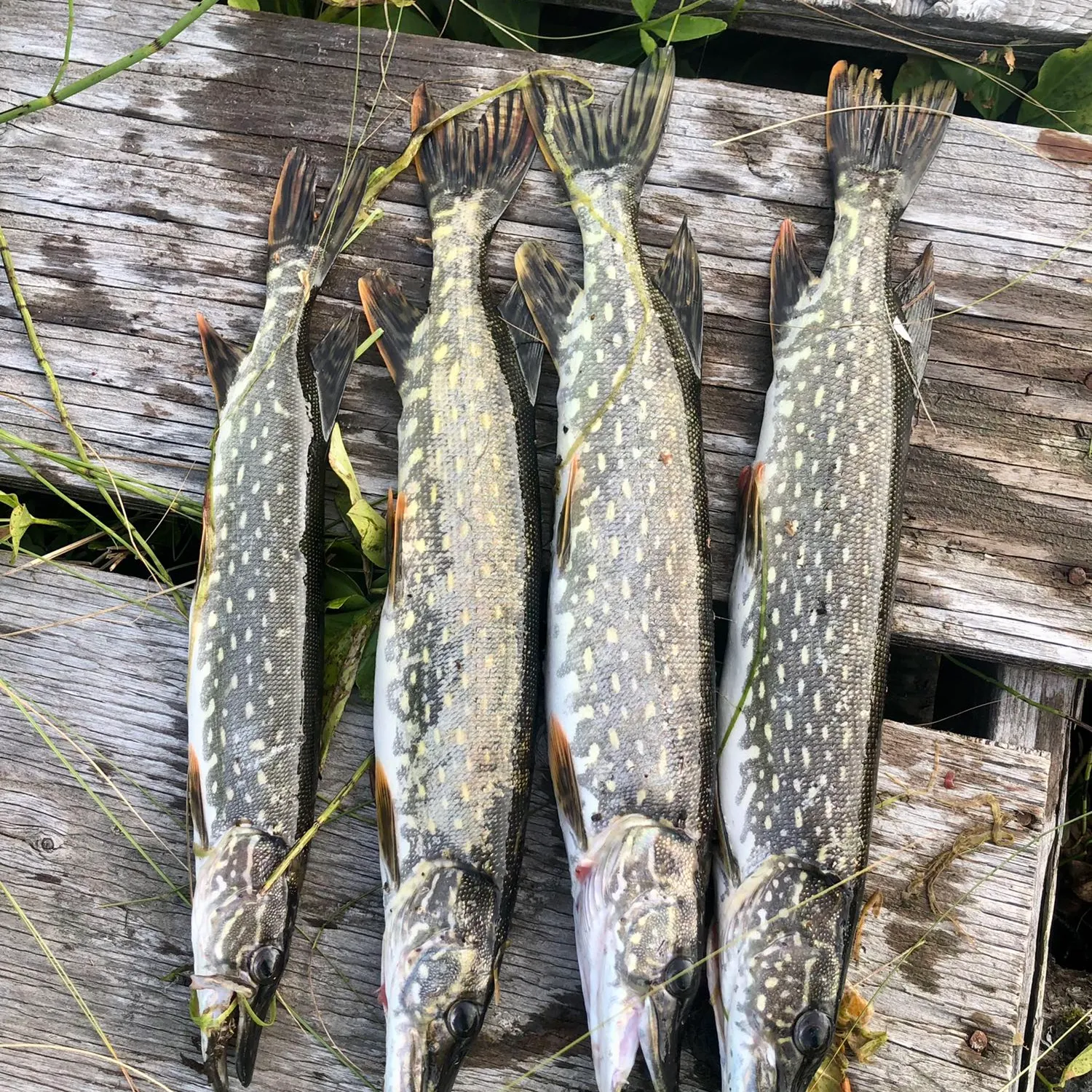 recently logged catches