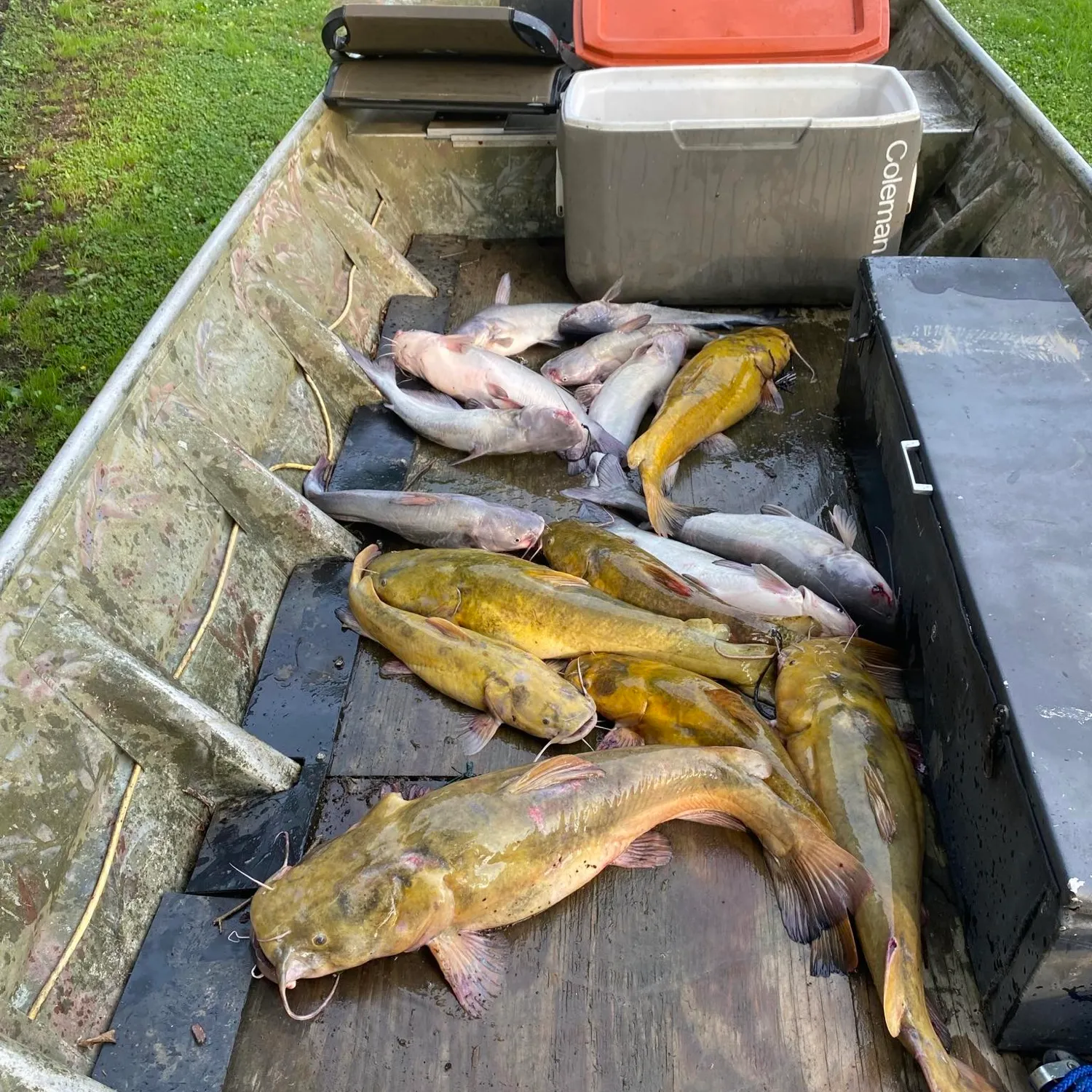 recently logged catches