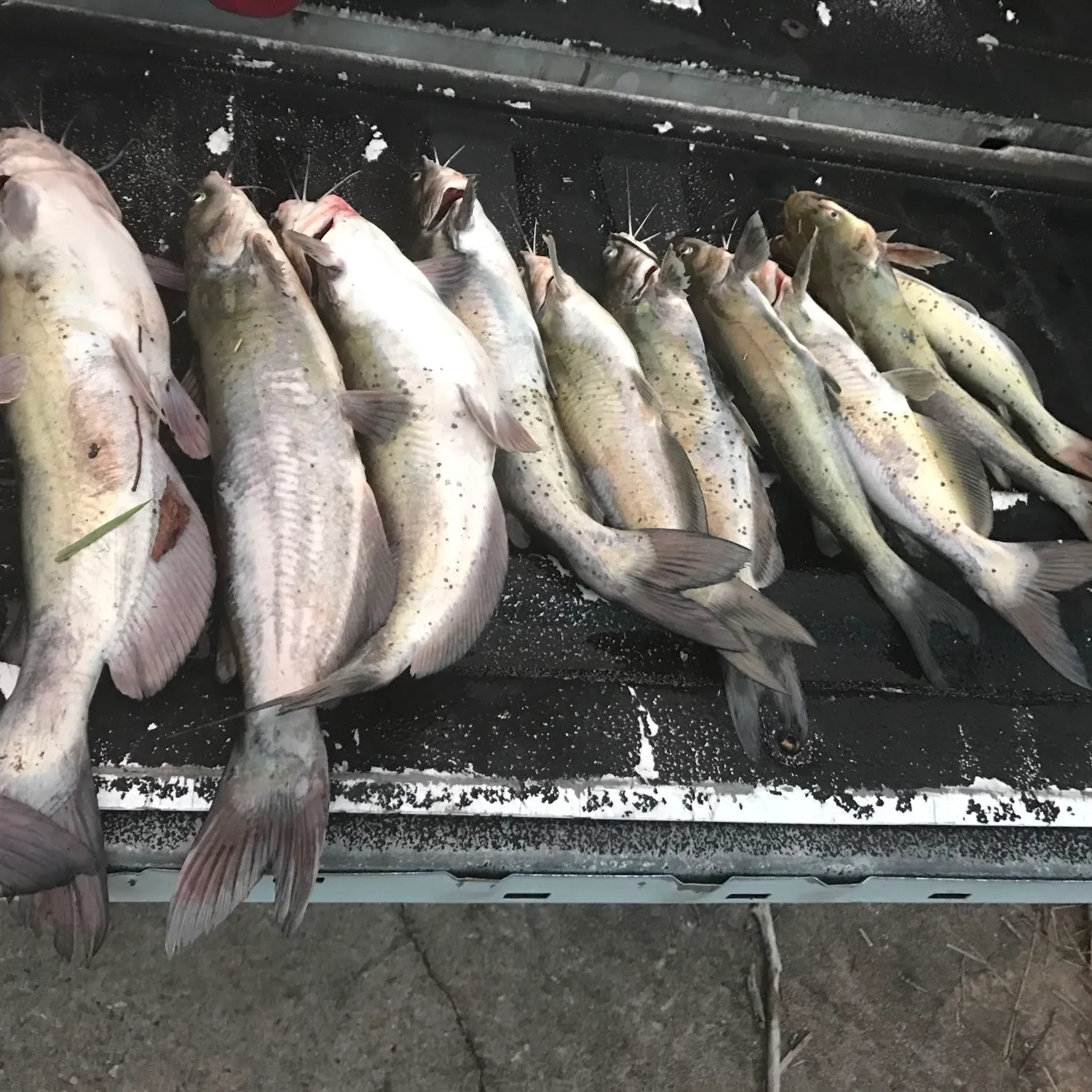 recently logged catches