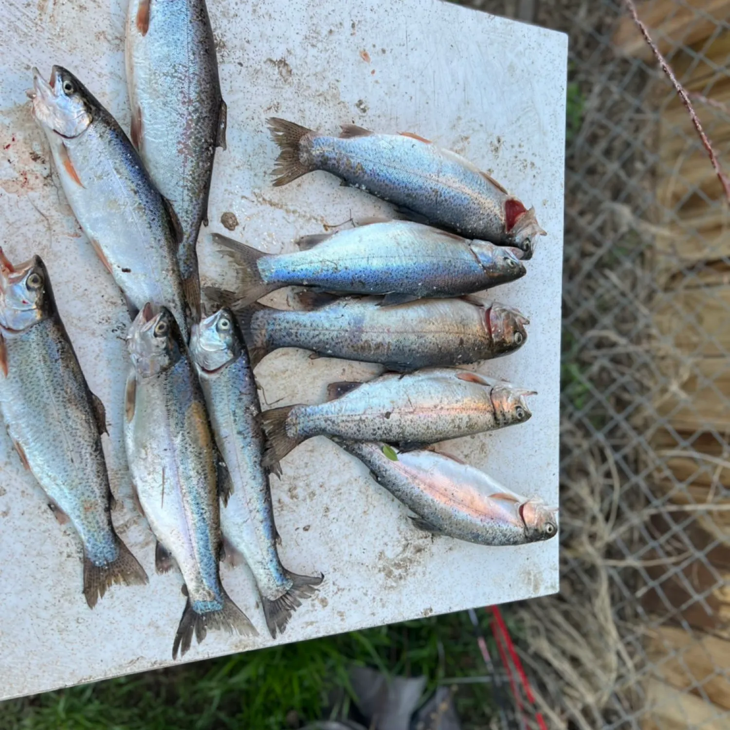 recently logged catches