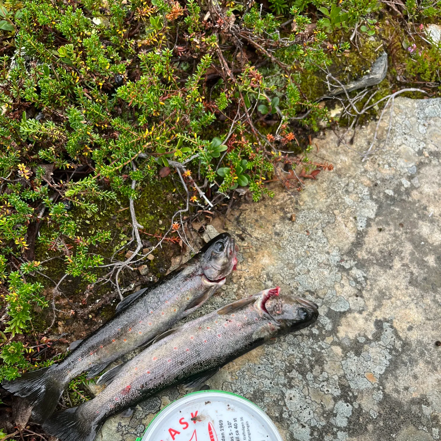 recently logged catches