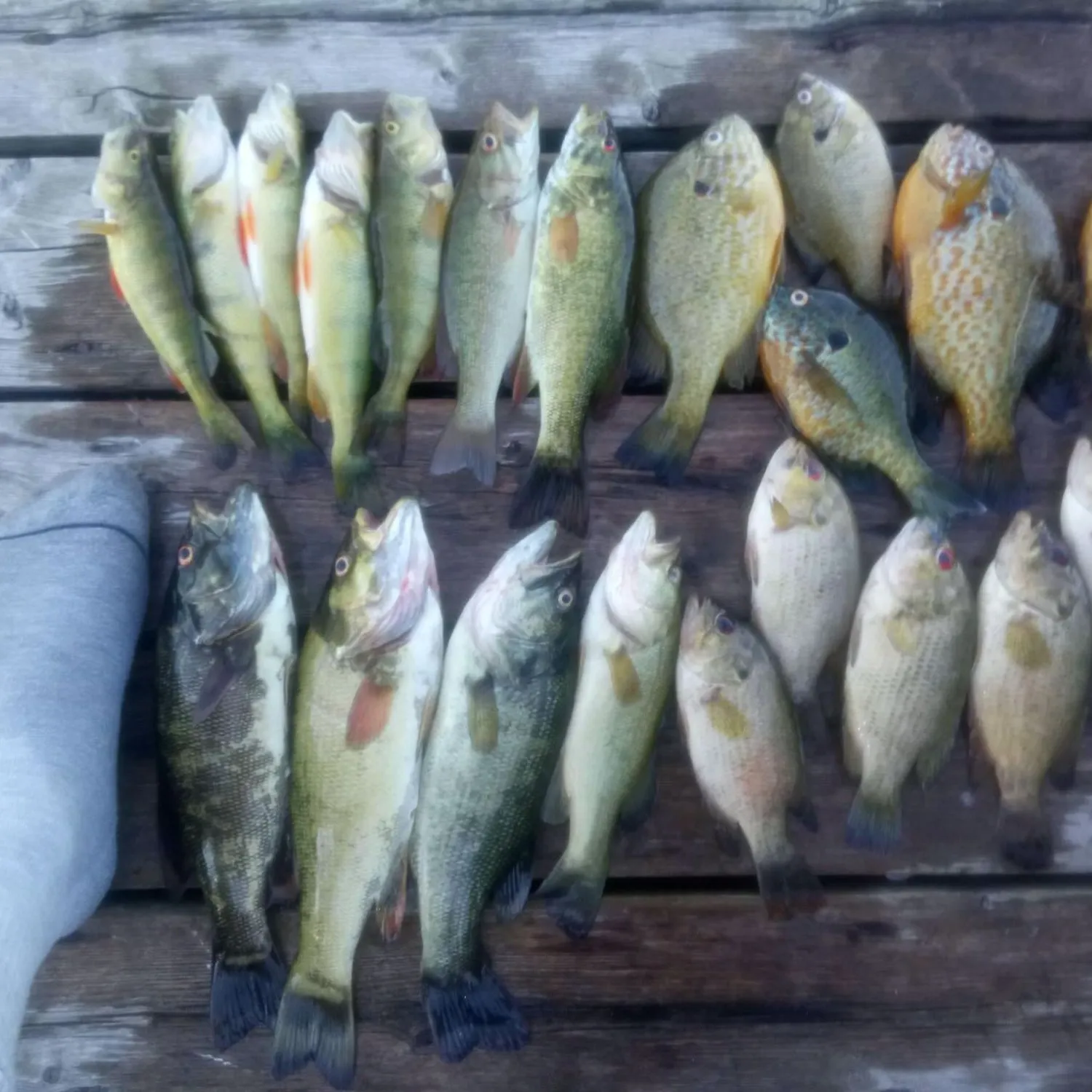 recently logged catches