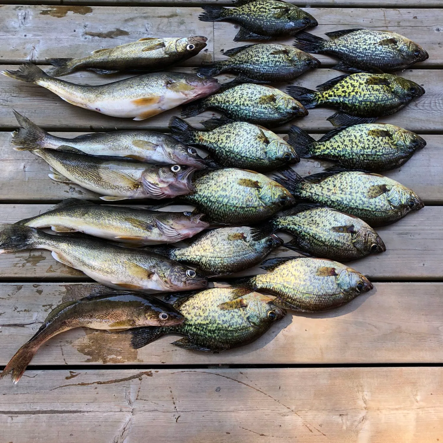 recently logged catches