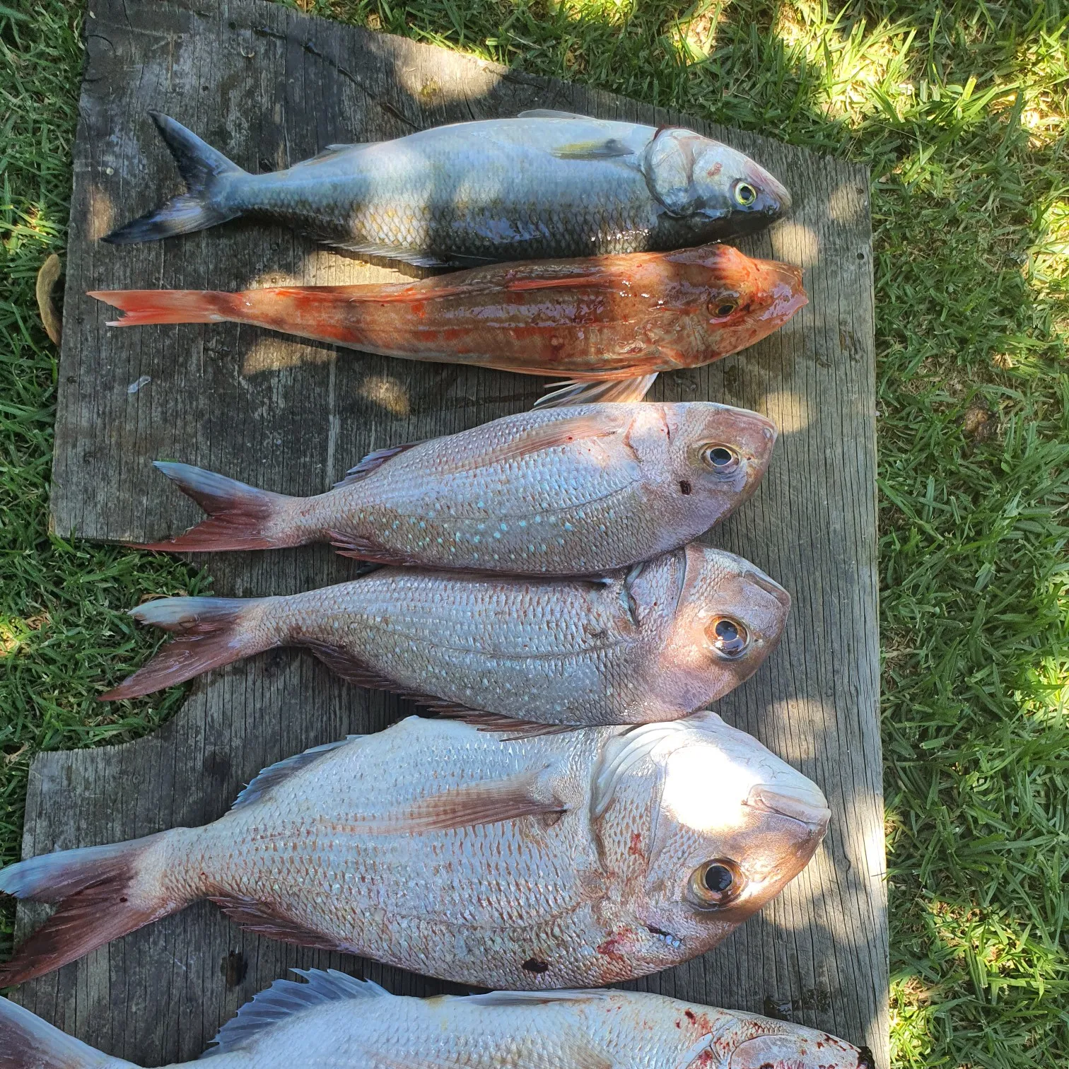 recently logged catches