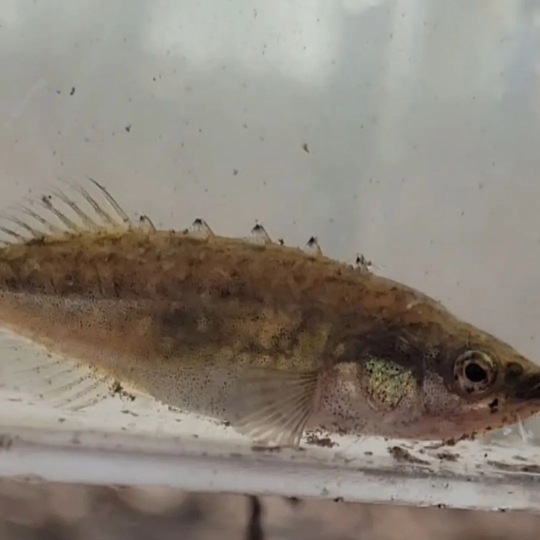 The most popular recent Brook stickleback catch on Fishbrain