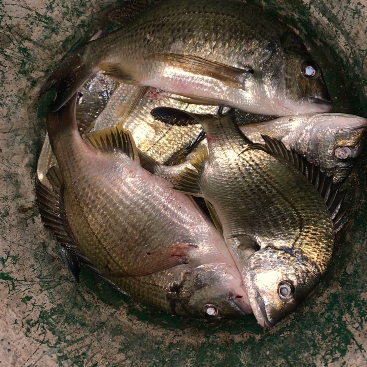 recently logged catches