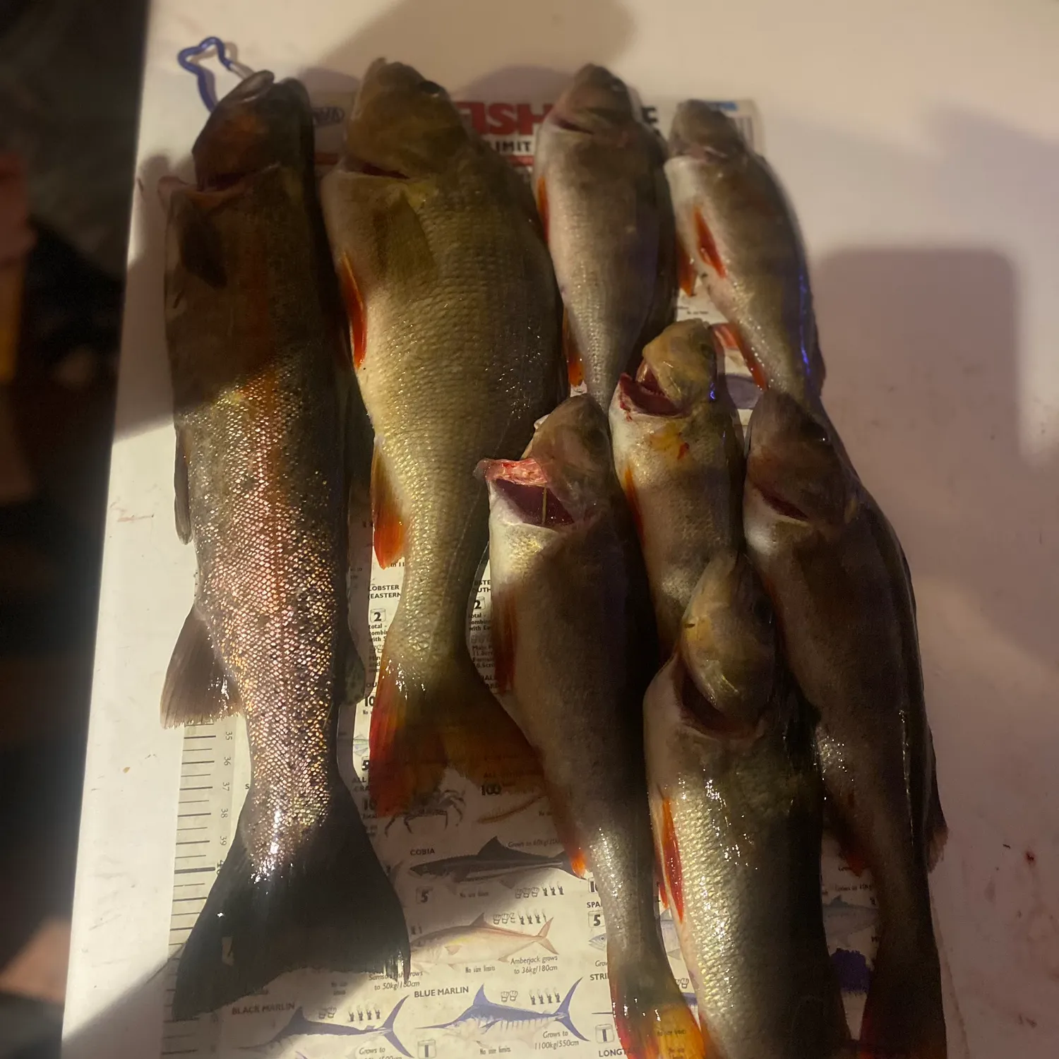 recently logged catches