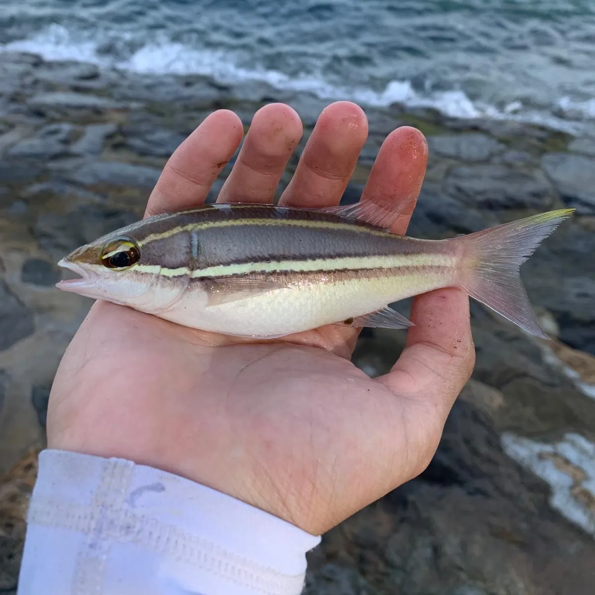 The most popular recent Two-lined monocle bream catch on Fishbrain