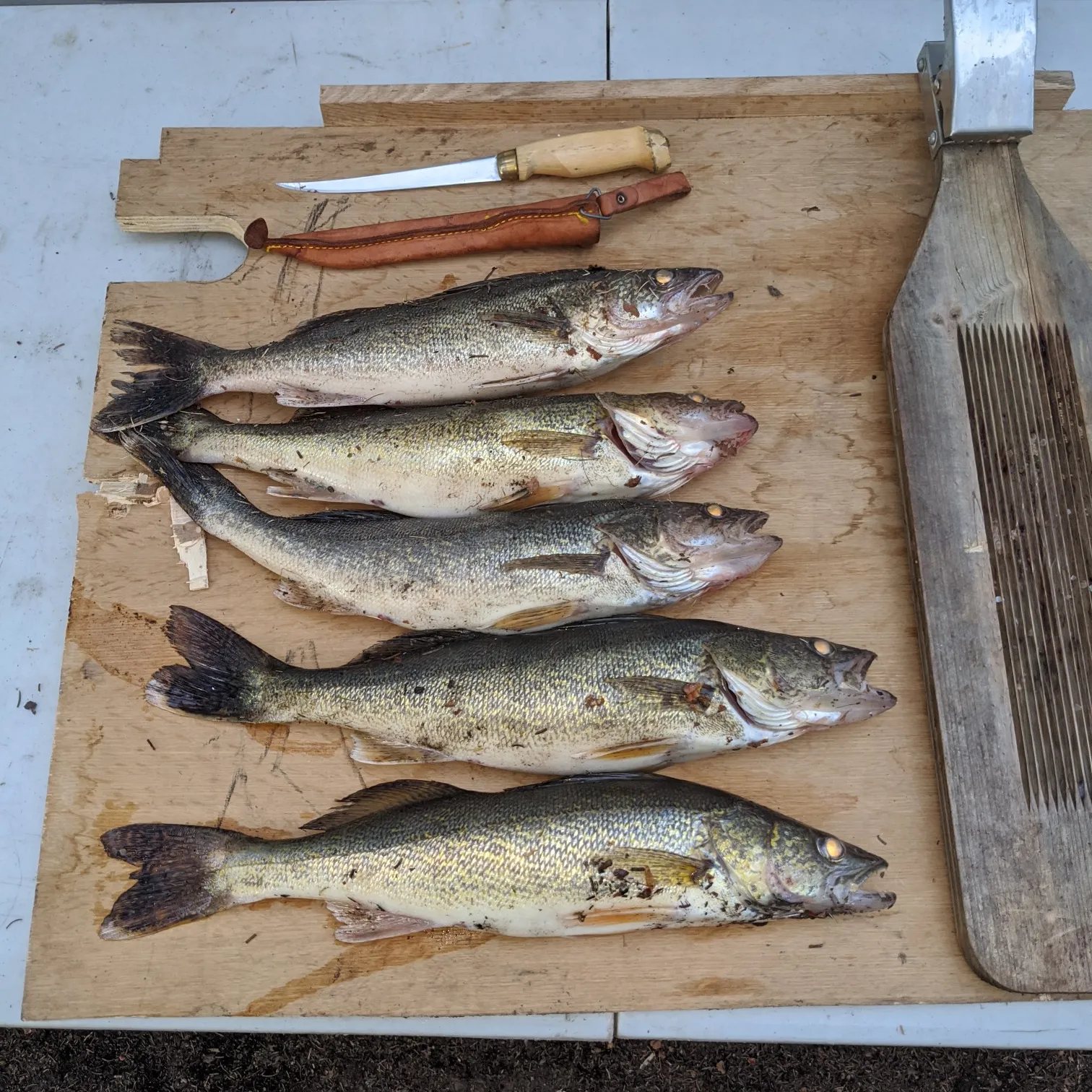 recently logged catches