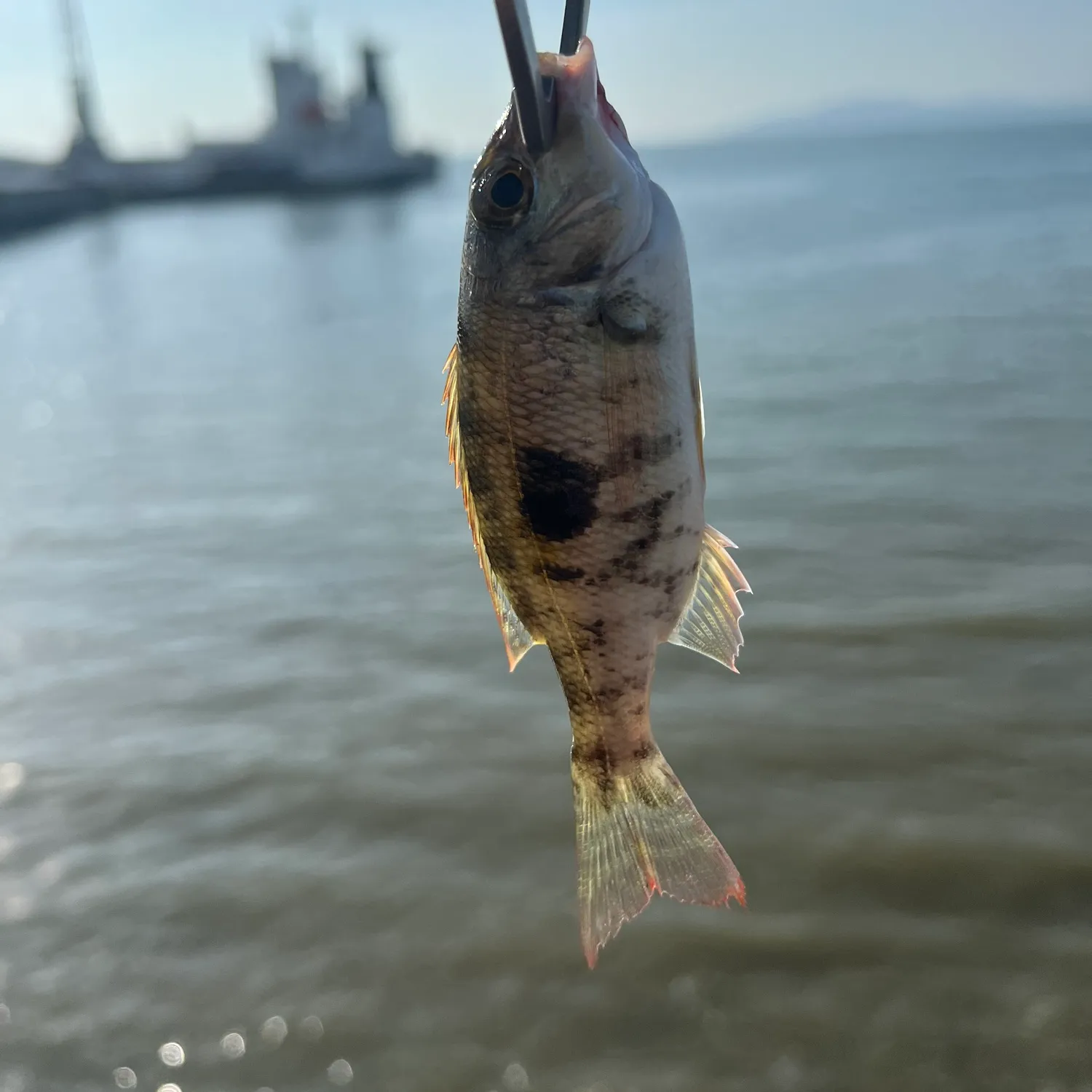 The most popular recent Black blotch emperor catch on Fishbrain