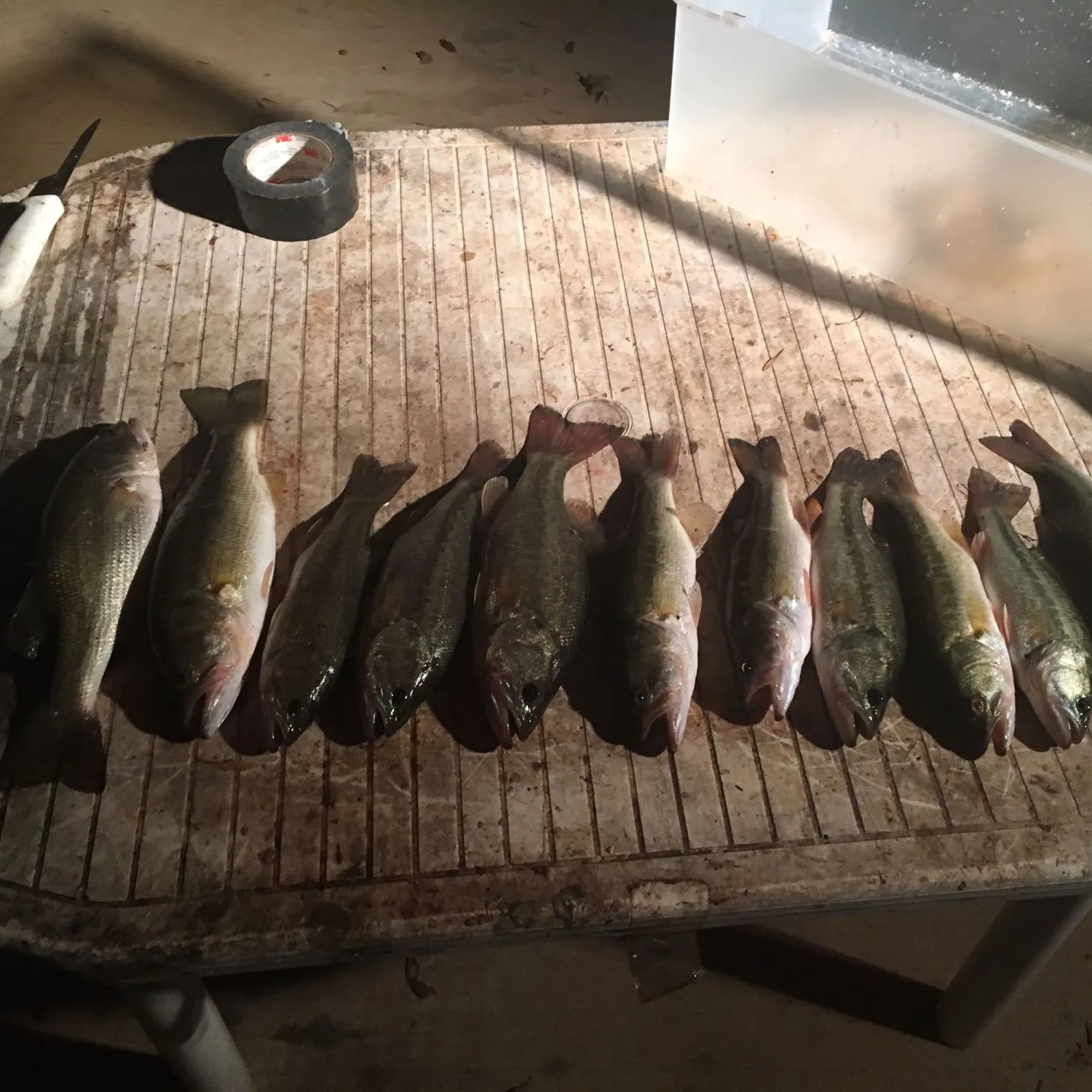 recently logged catches