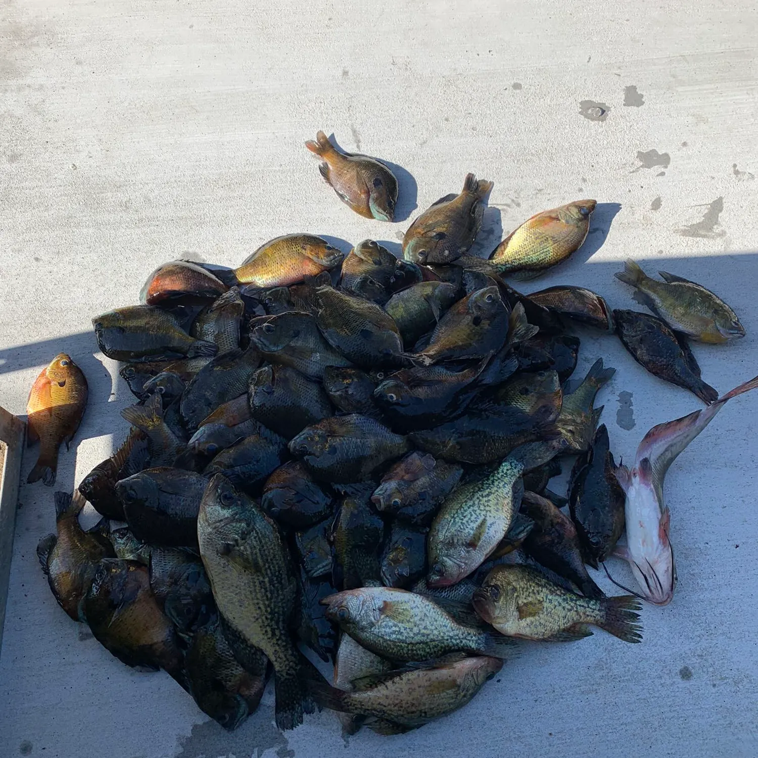 recently logged catches