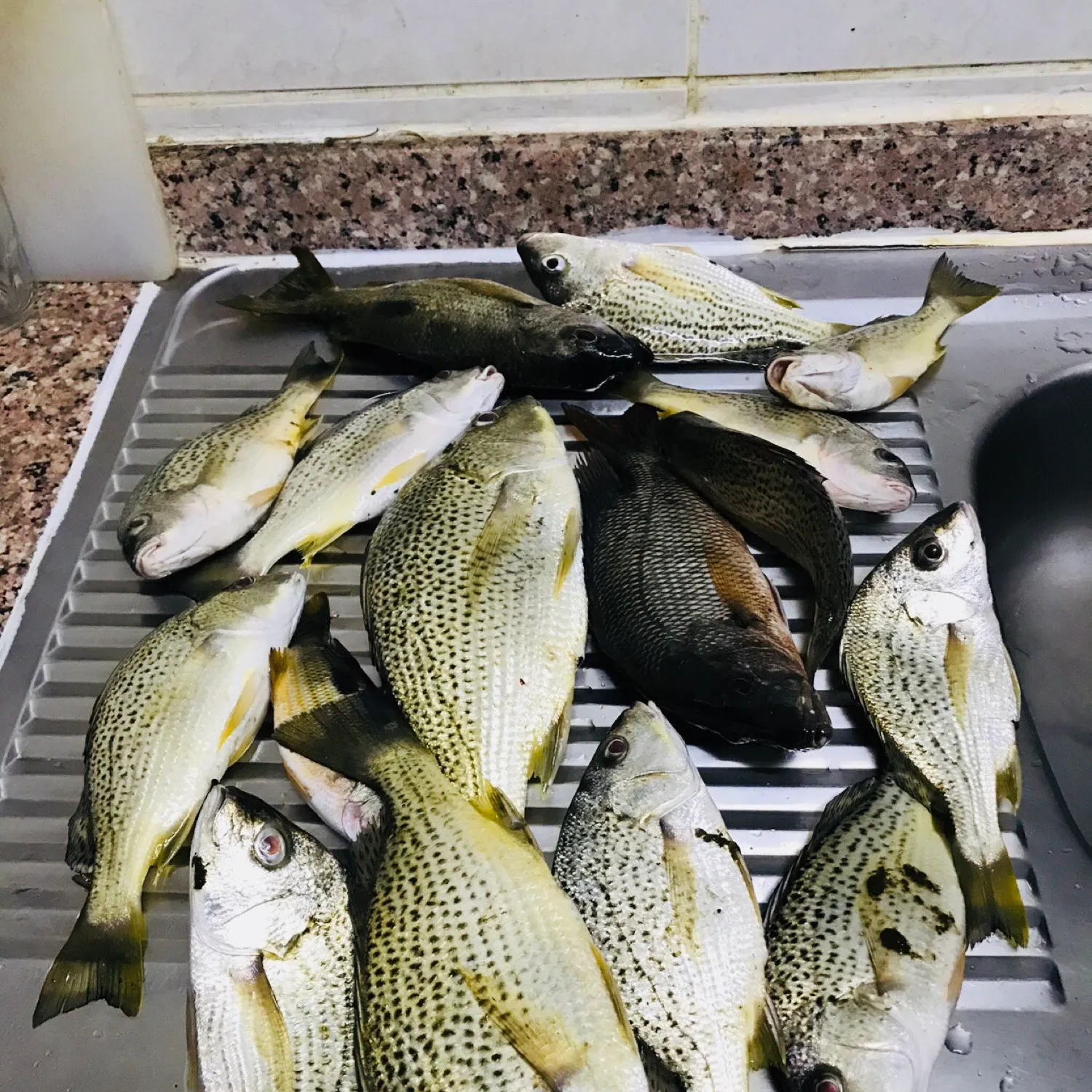 recently logged catches