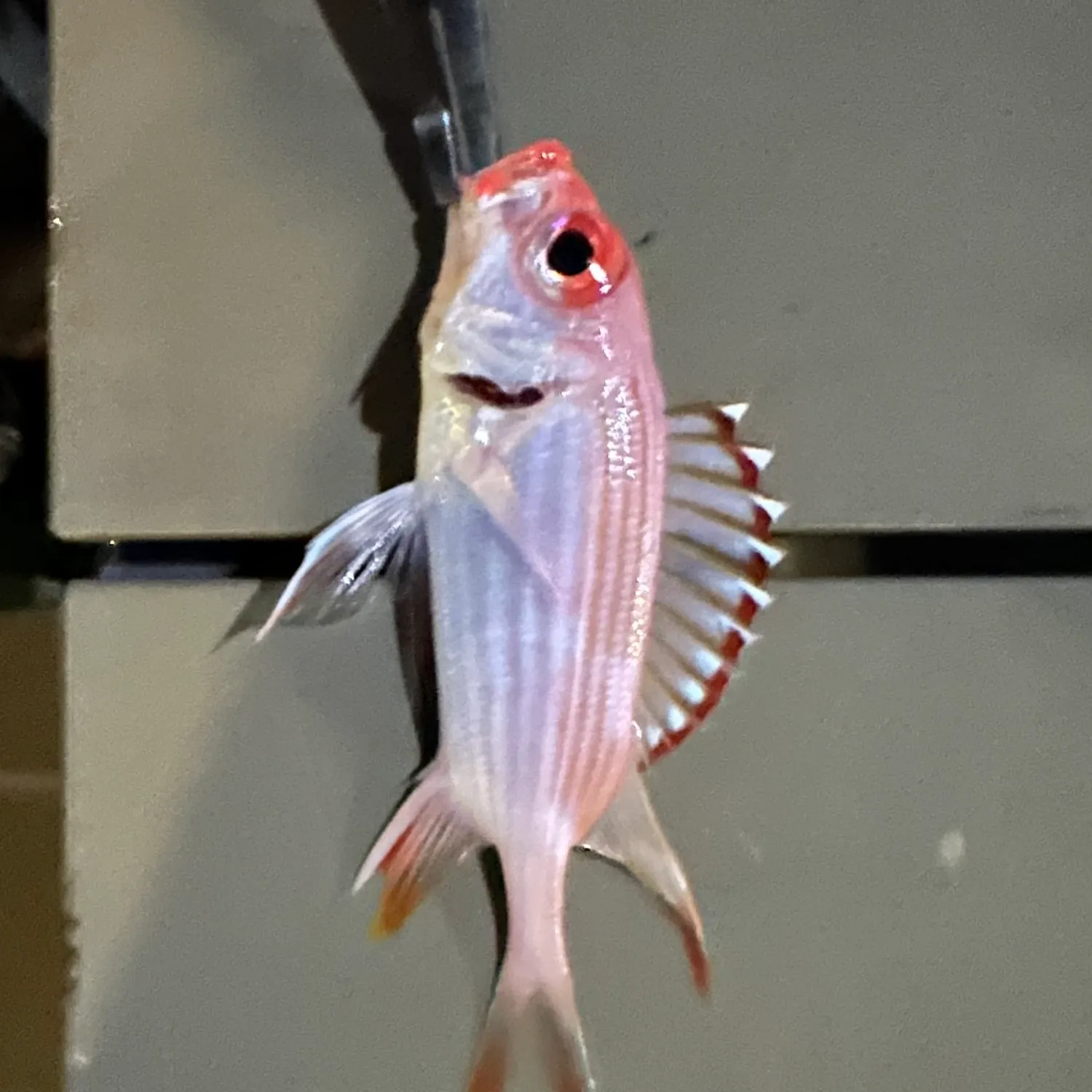 The most popular recent Longspine squirrelfish catch on Fishbrain