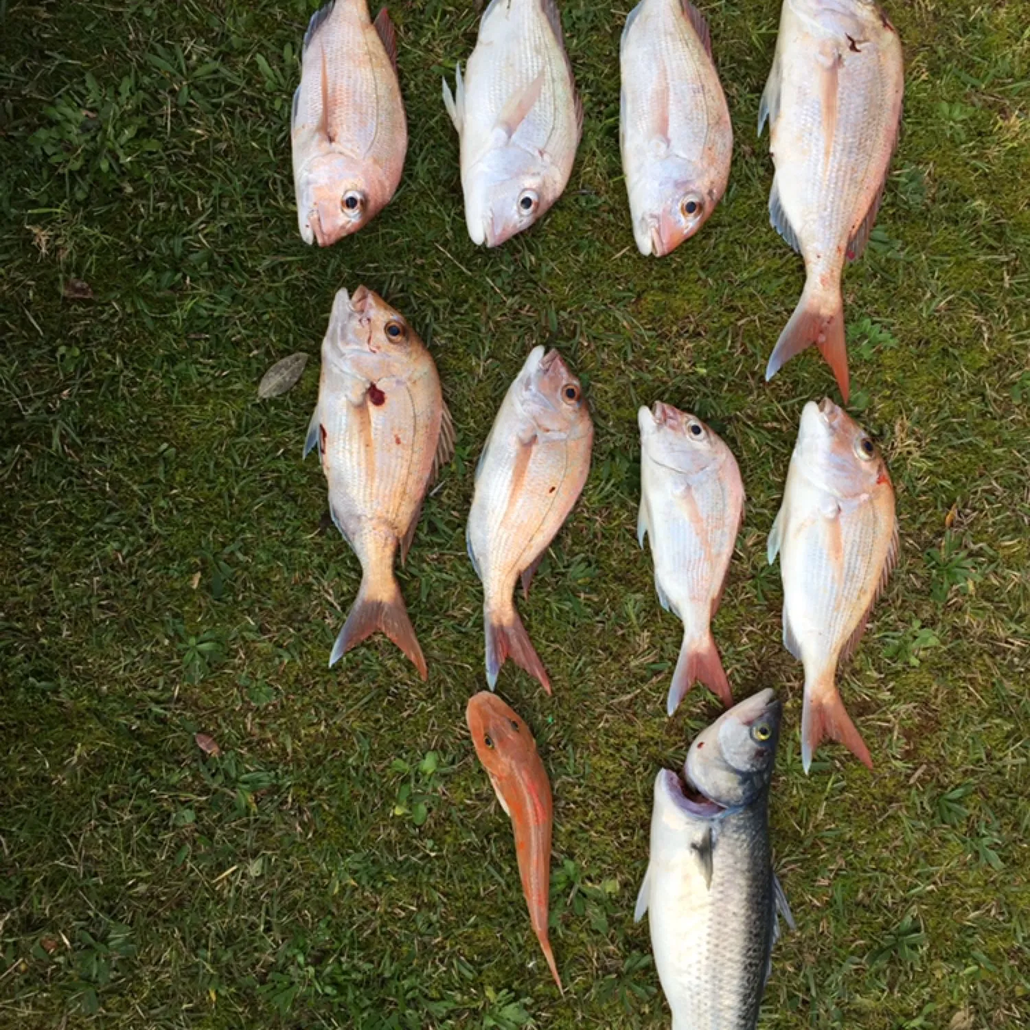 recently logged catches