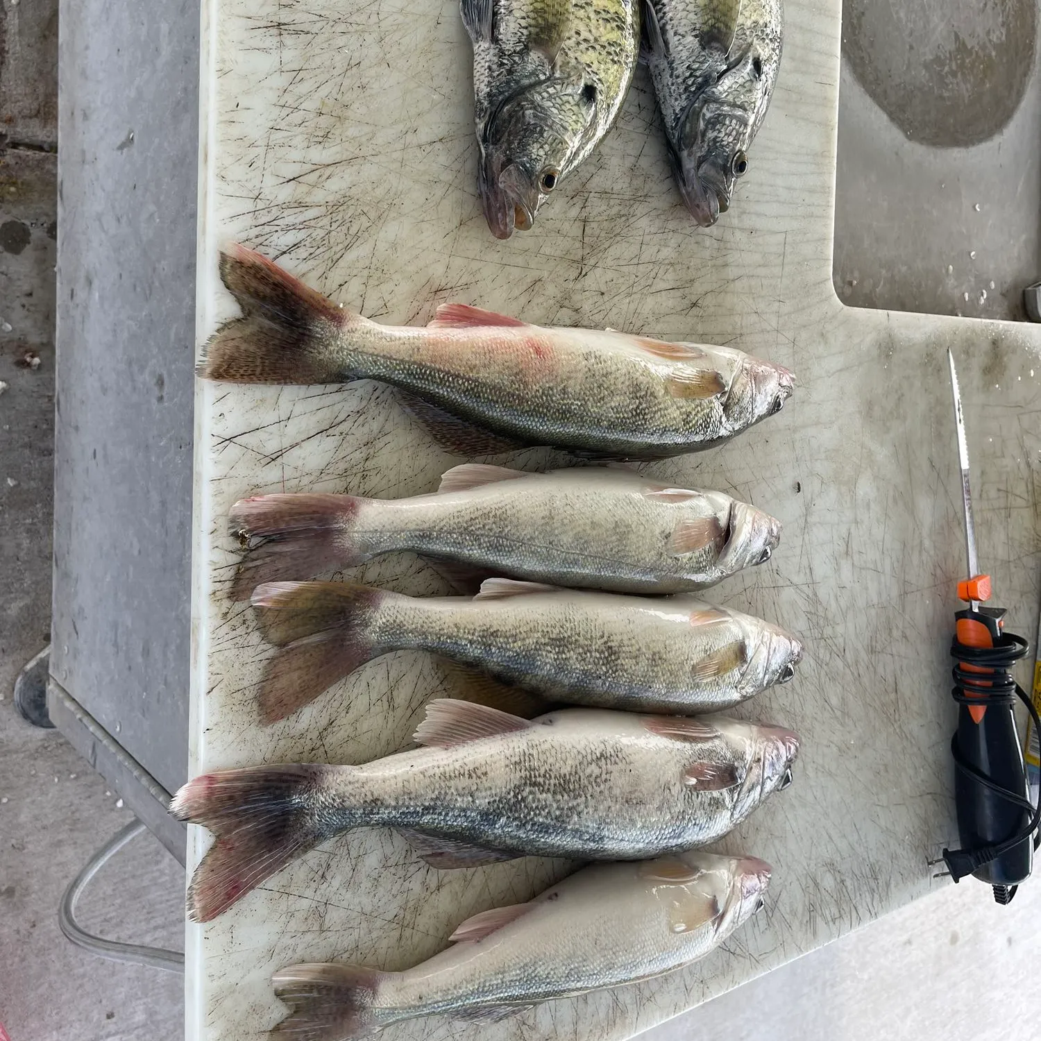 recently logged catches