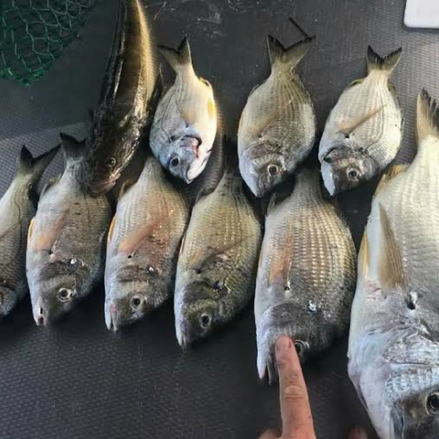 recently logged catches