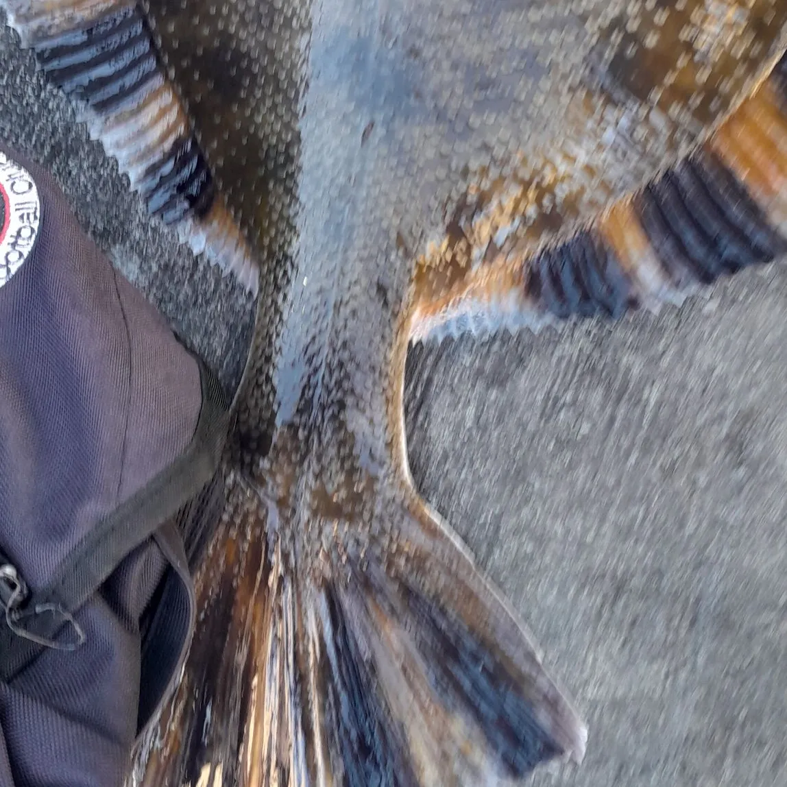 The most popular recent Starry flounder catch on Fishbrain