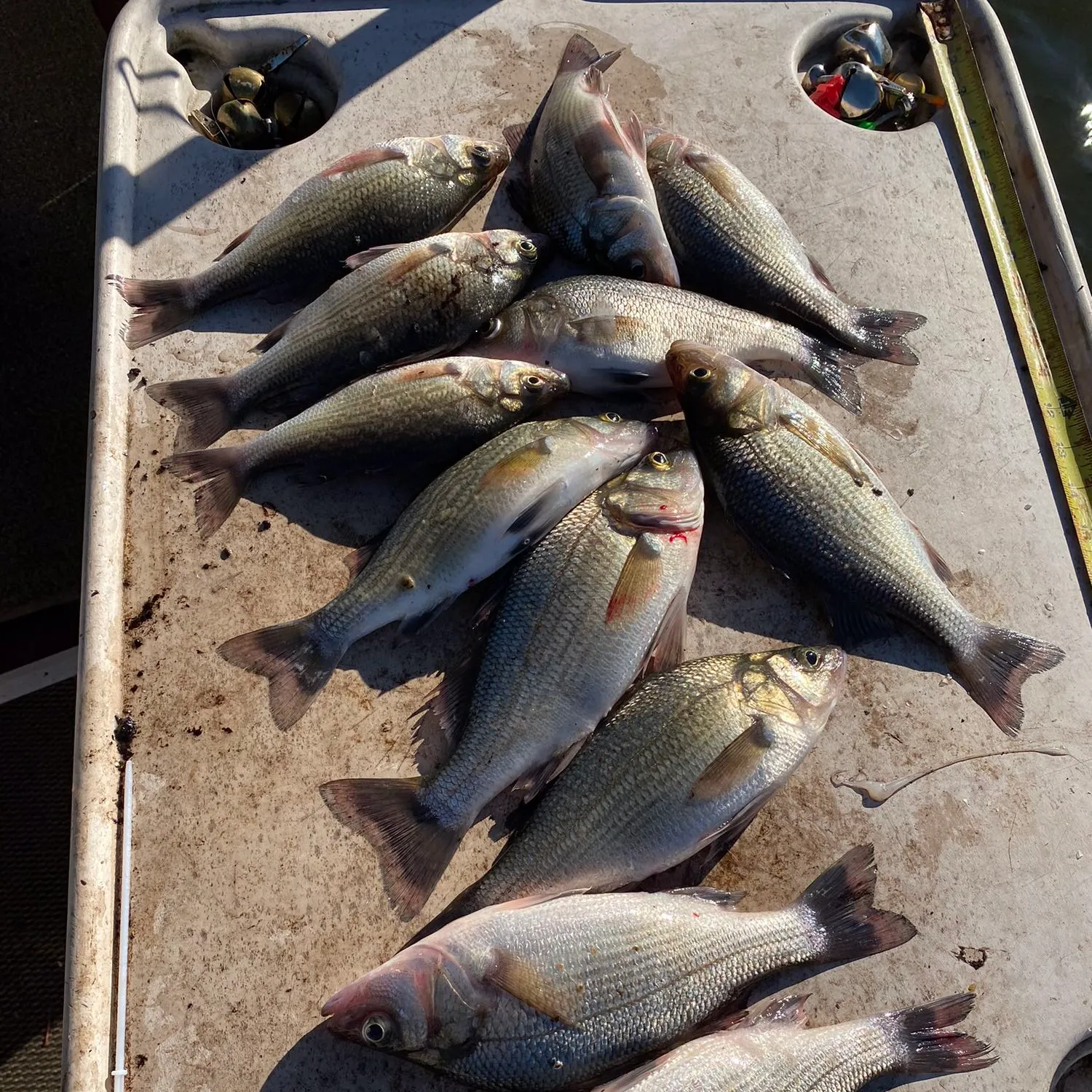 recently logged catches