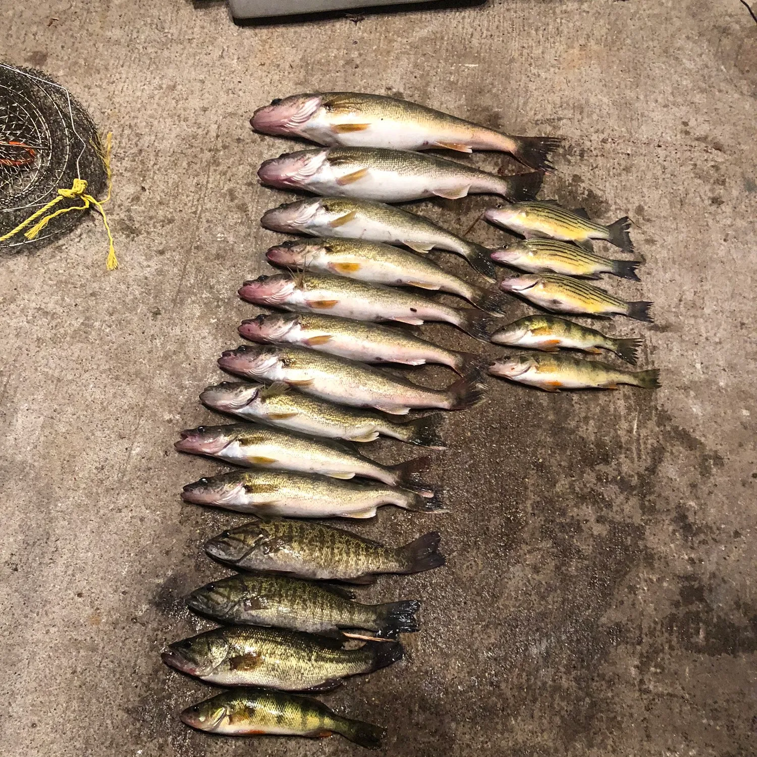 recently logged catches