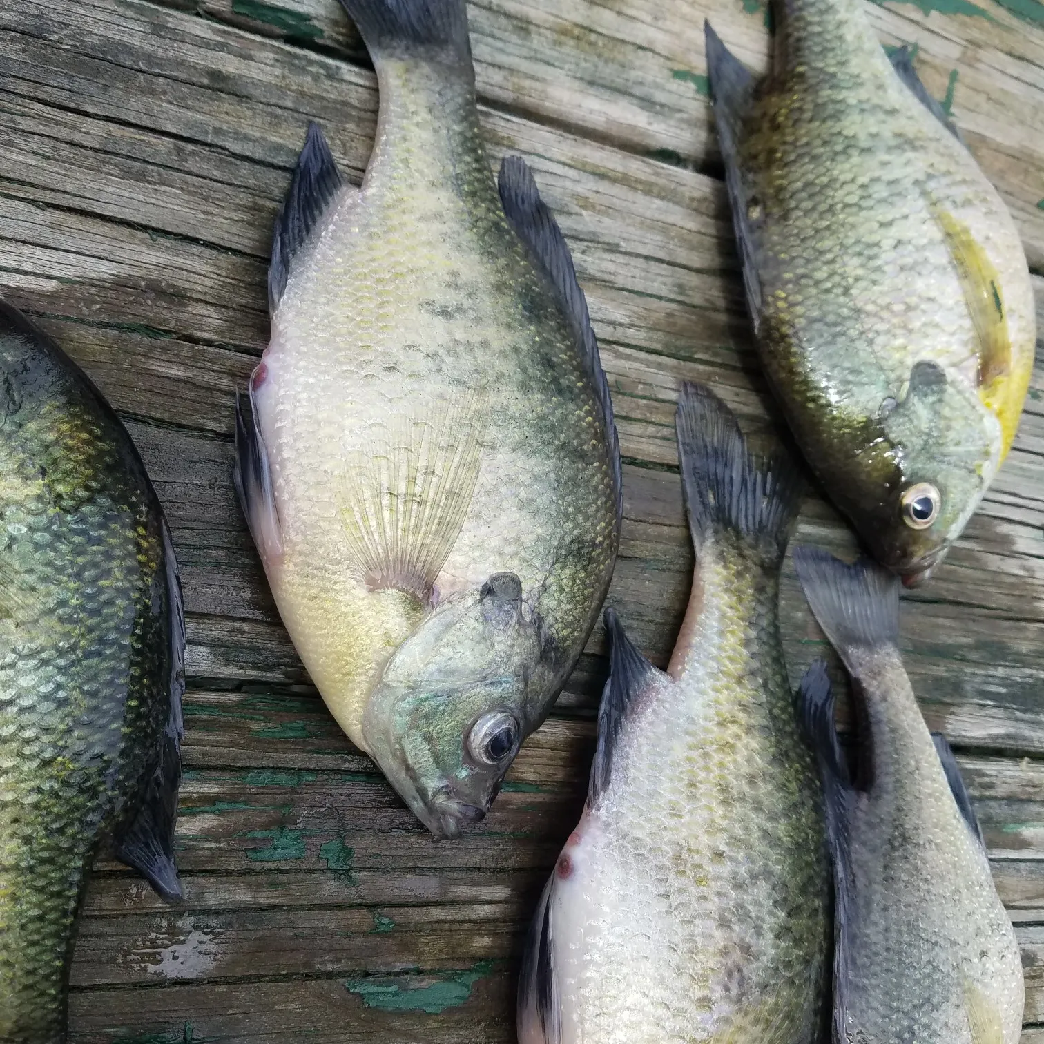 recently logged catches