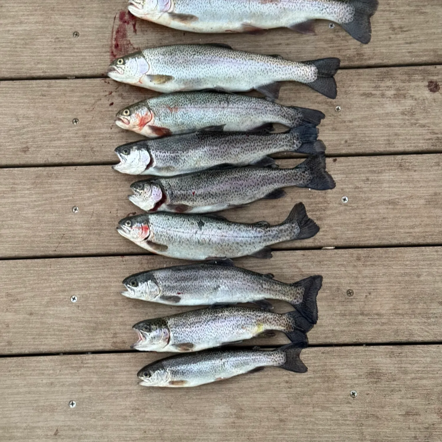 recently logged catches