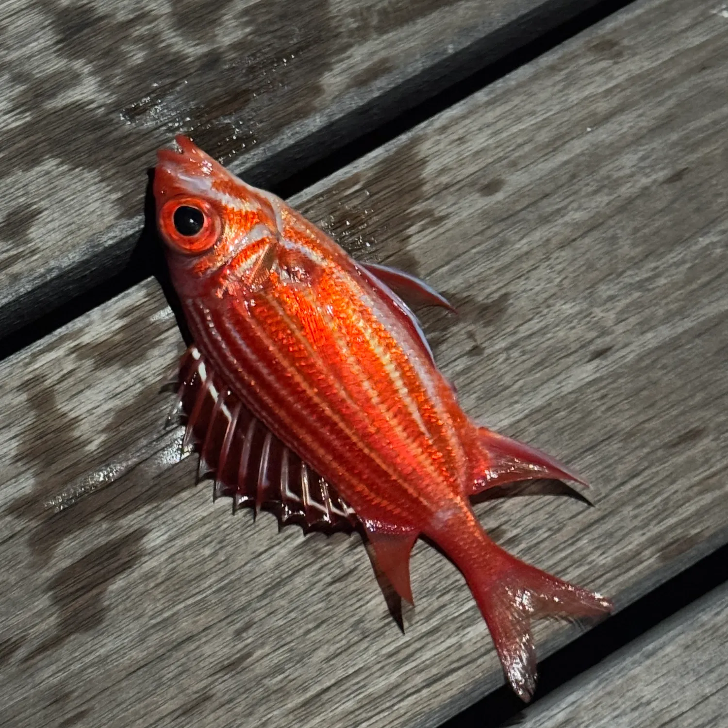 The most popular recent Hawaiian squirrelfish catch on Fishbrain