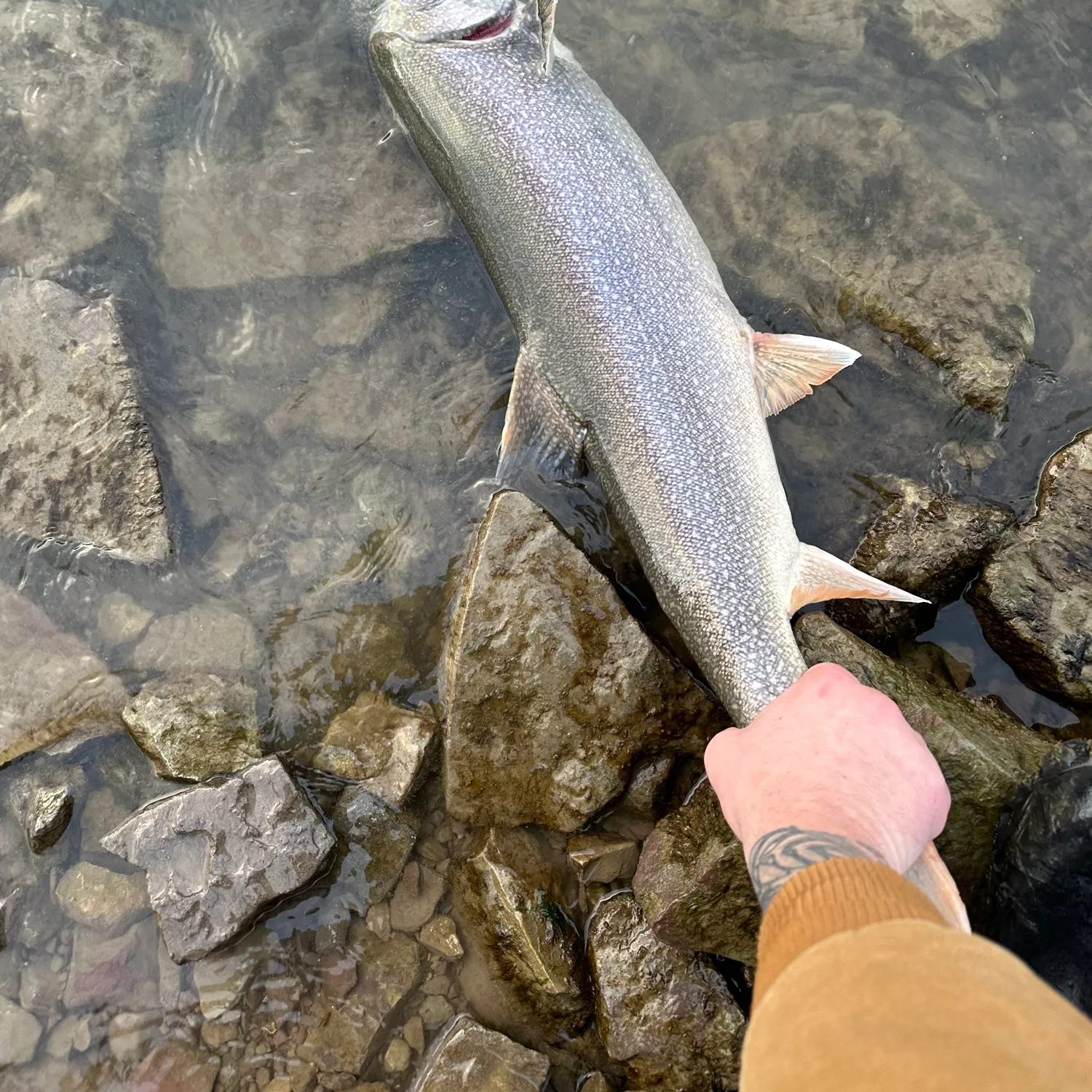 recently logged catches