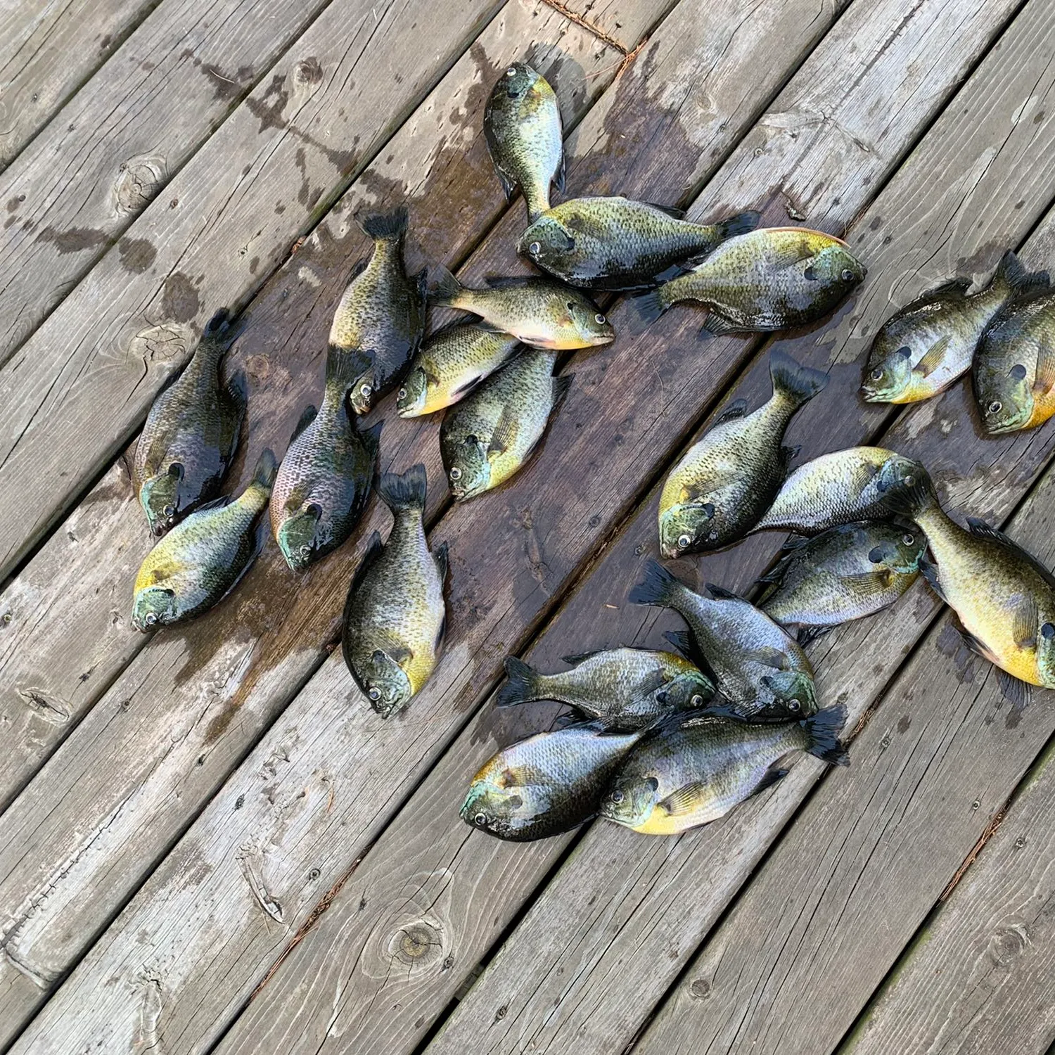 recently logged catches