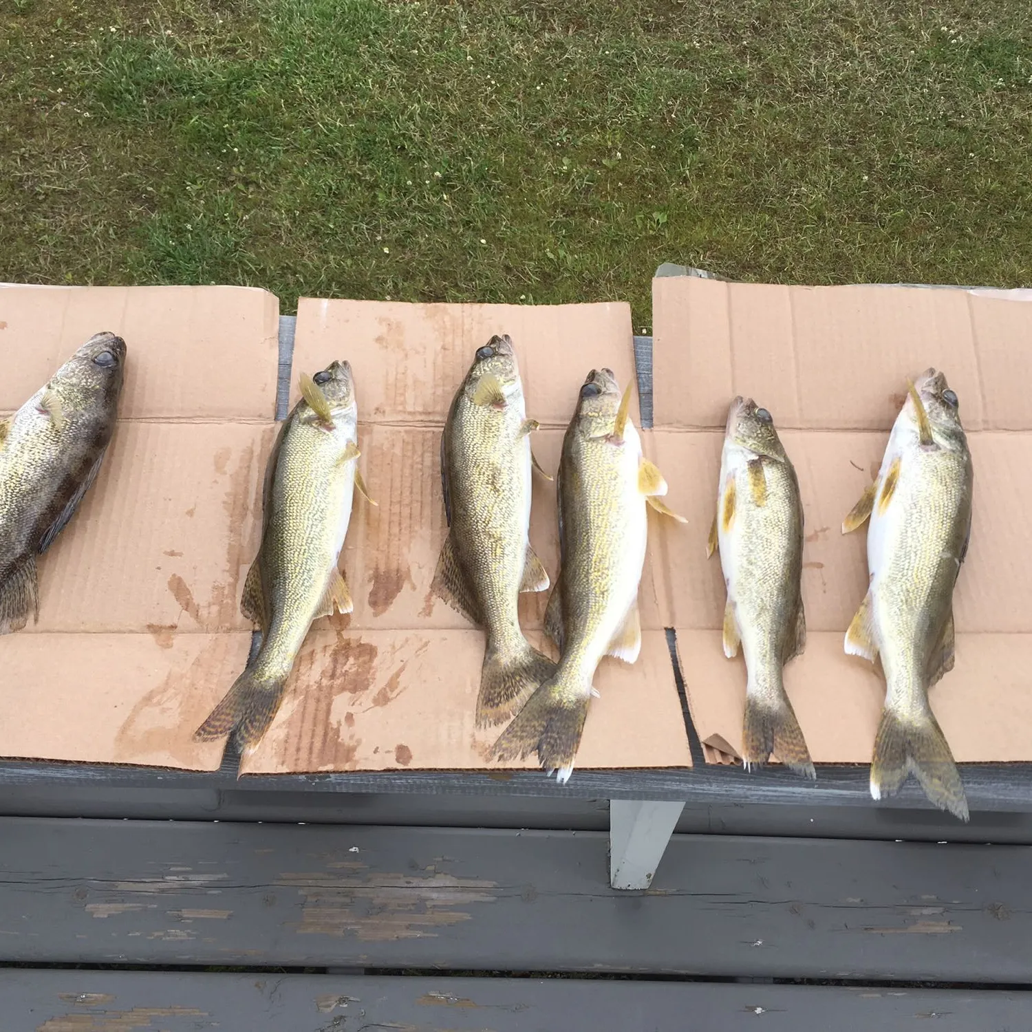 recently logged catches