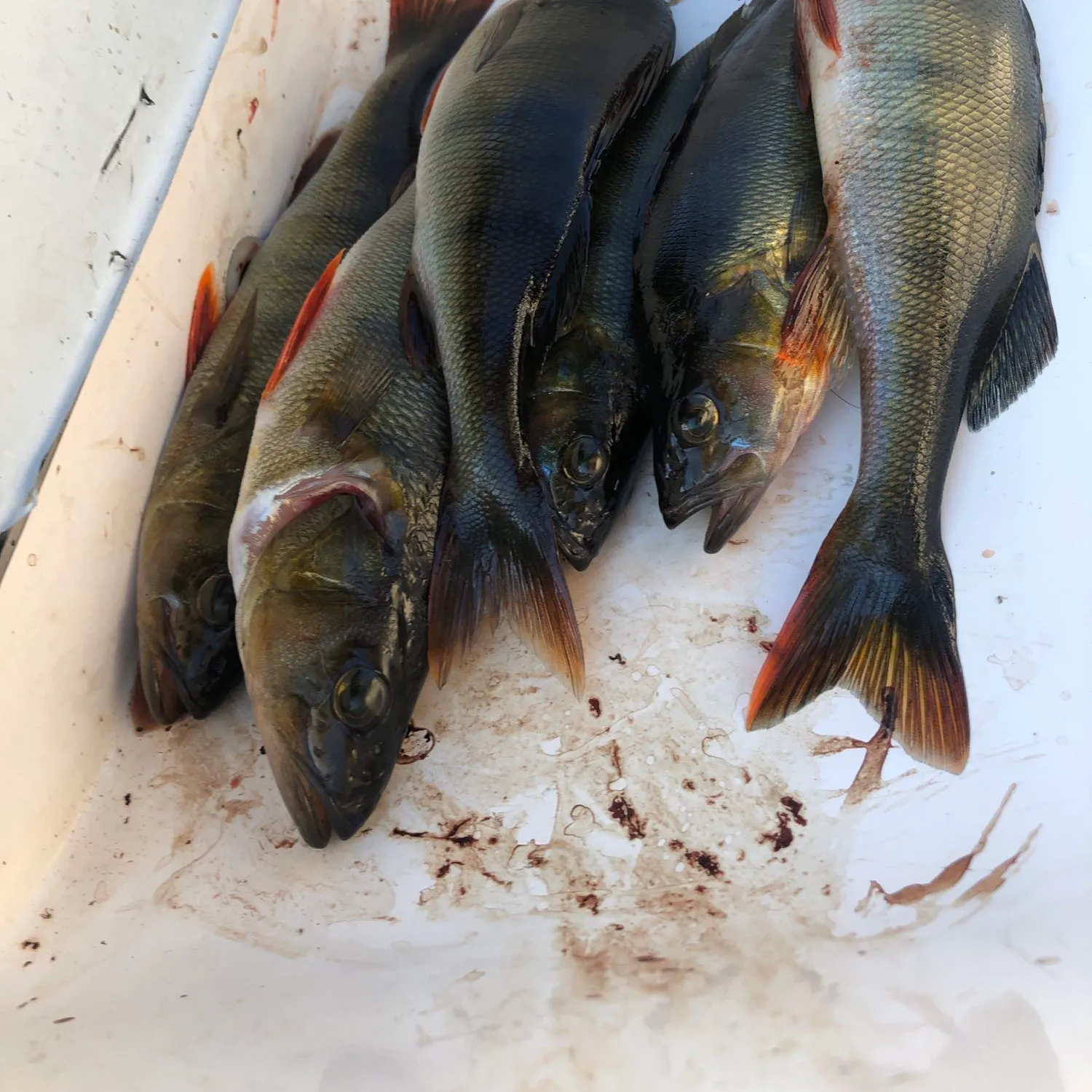 recently logged catches