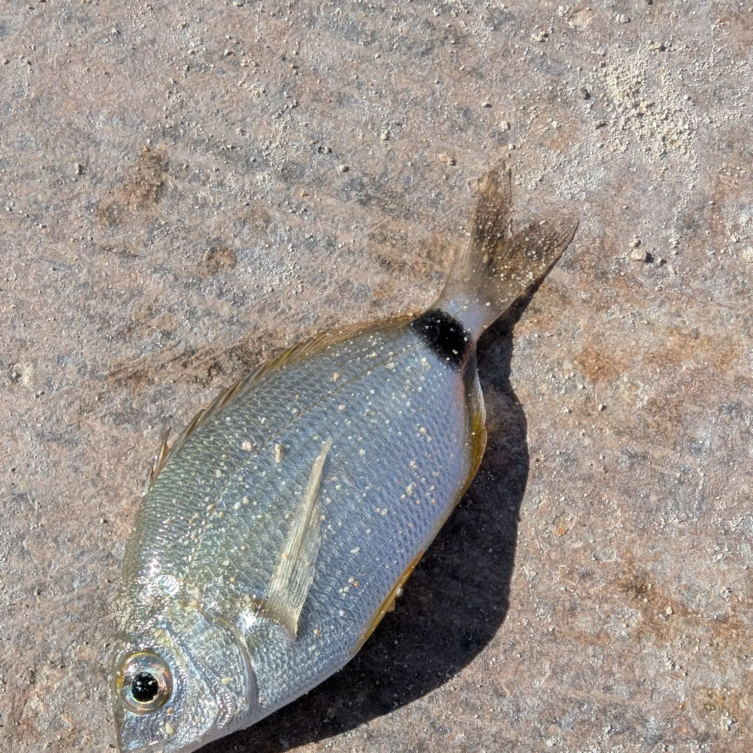 The most popular recent Annular seabream catch on Fishbrain