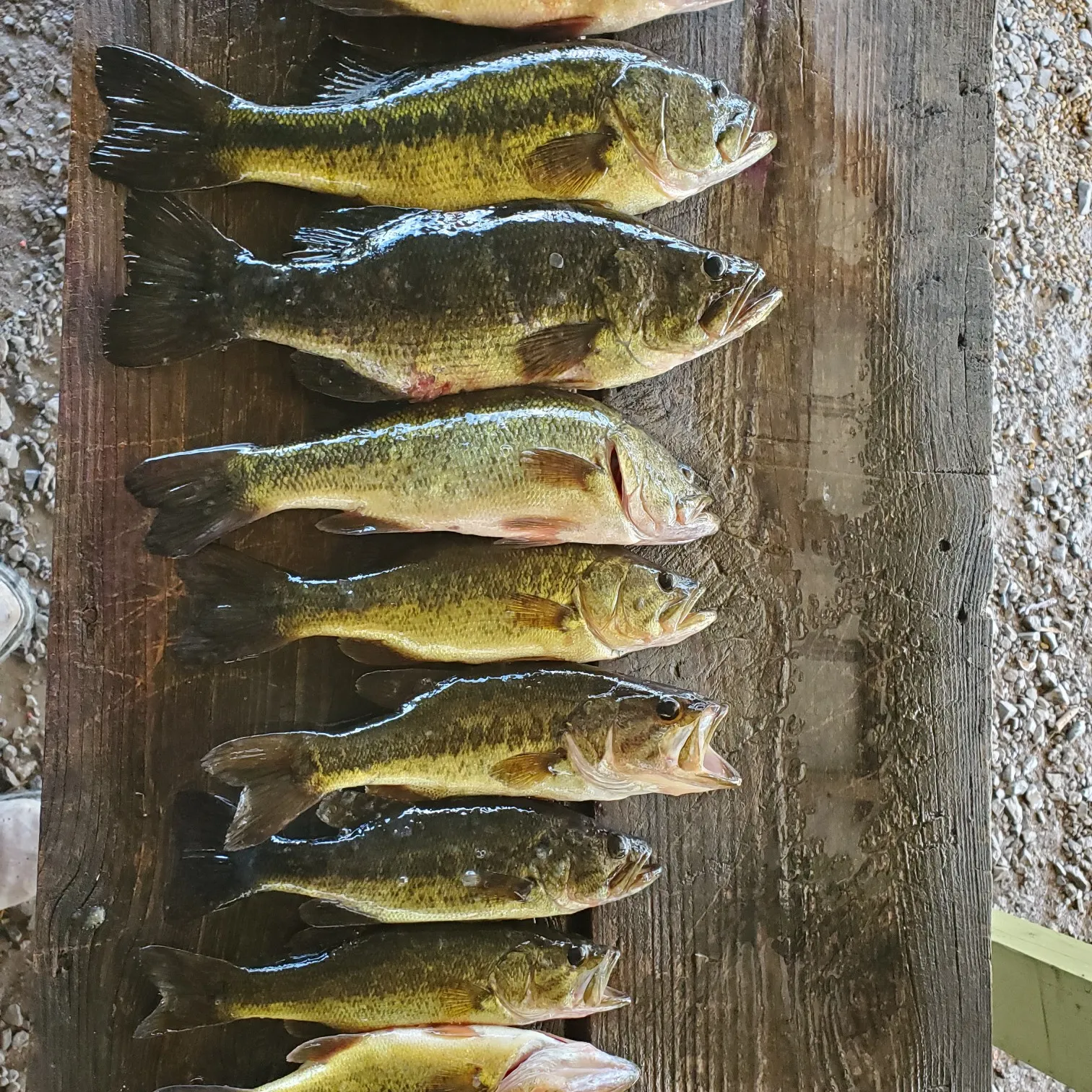 recently logged catches