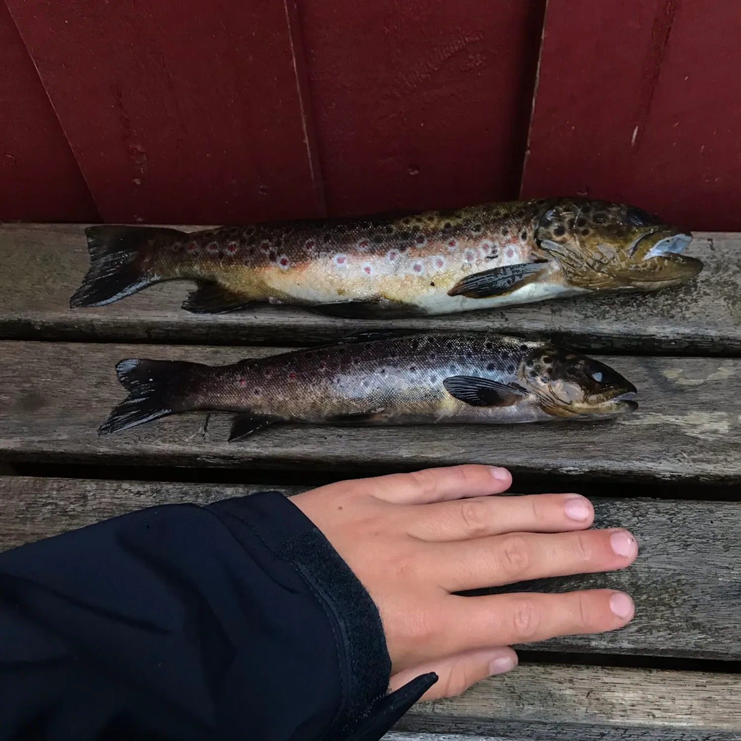 recently logged catches