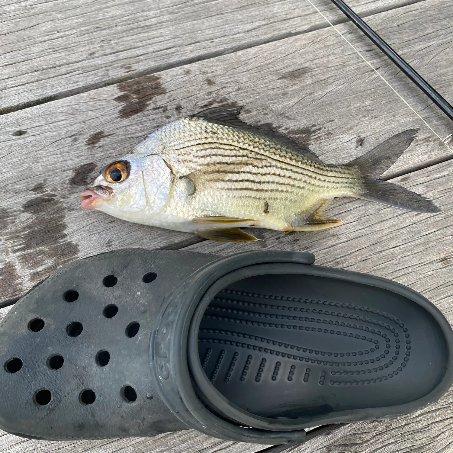 The most popular recent Striped mojarra catch on Fishbrain