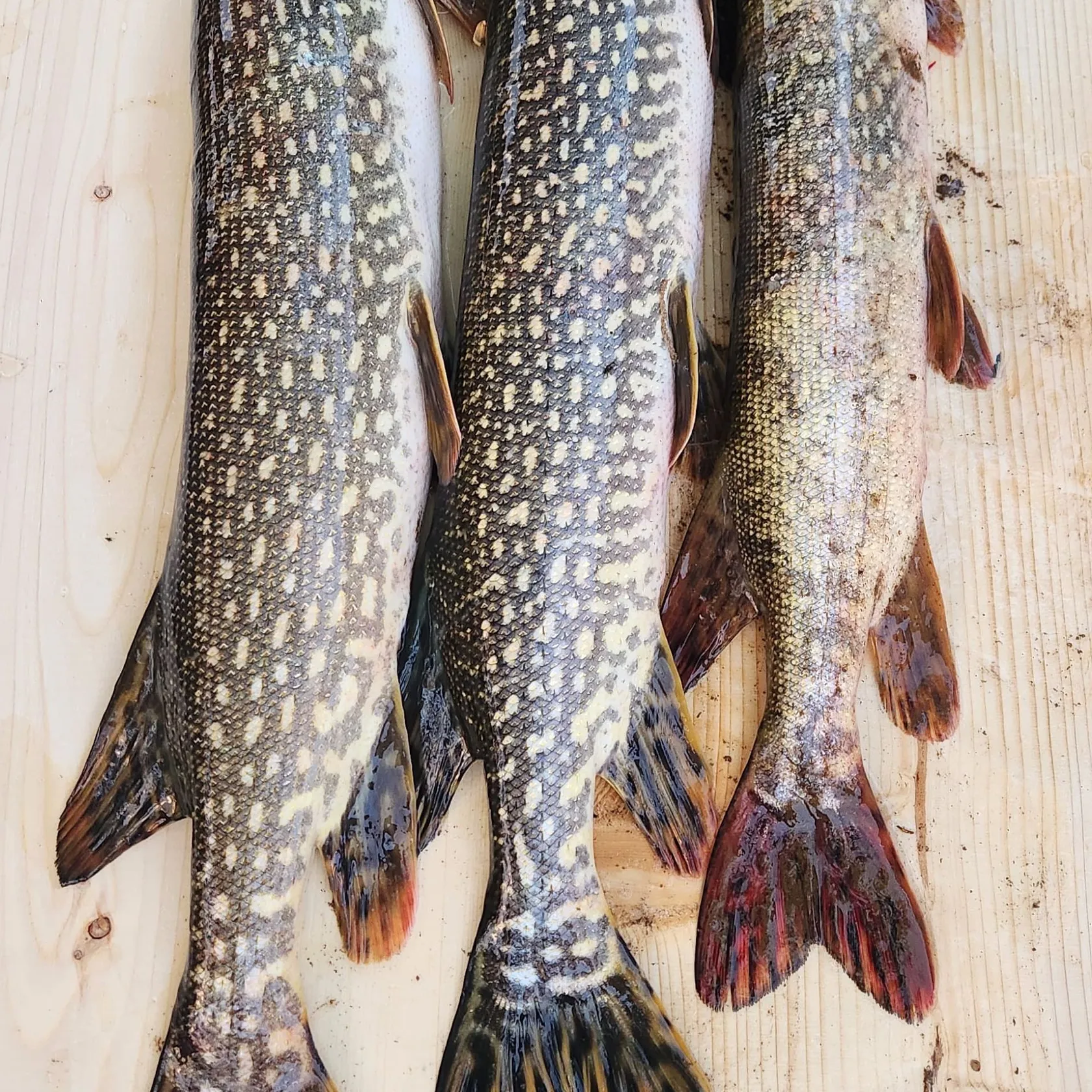 recently logged catches