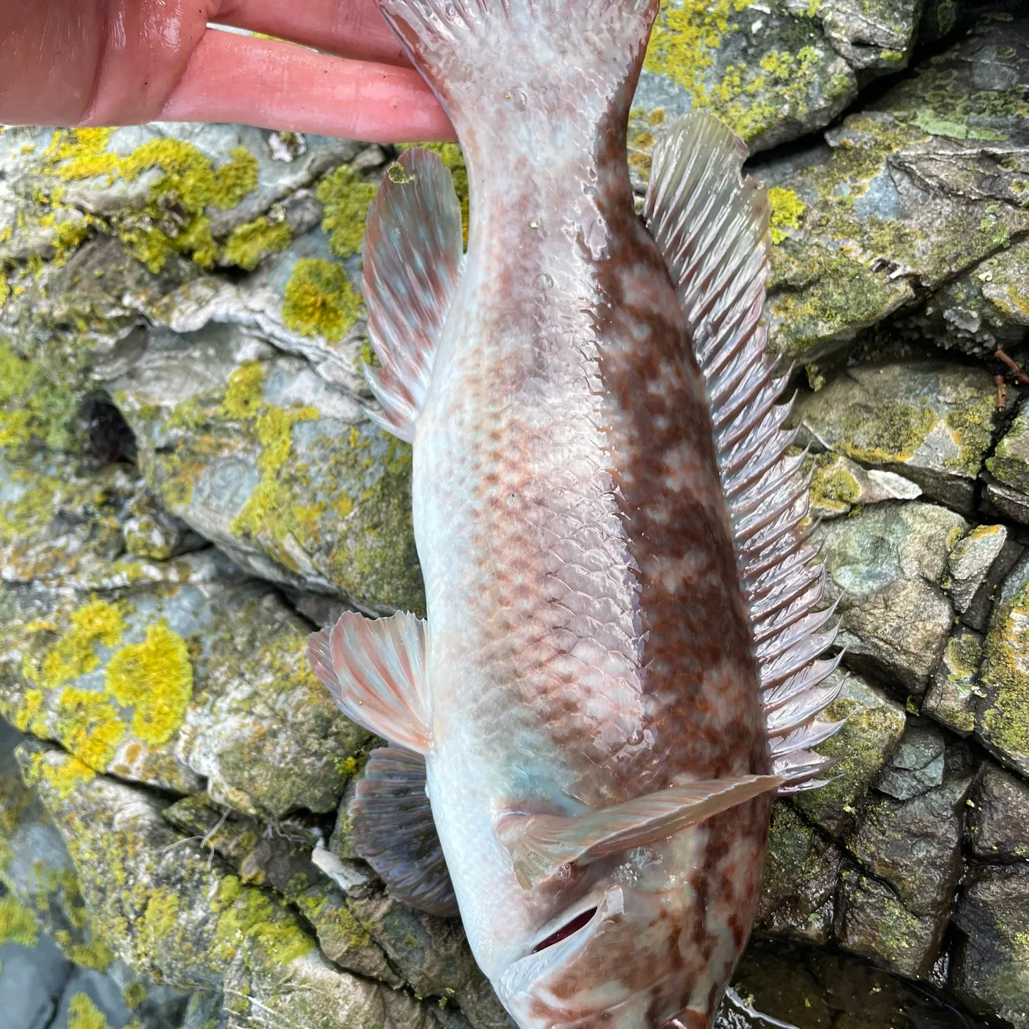 The most popular recent Ballan wrasse catch on Fishbrain