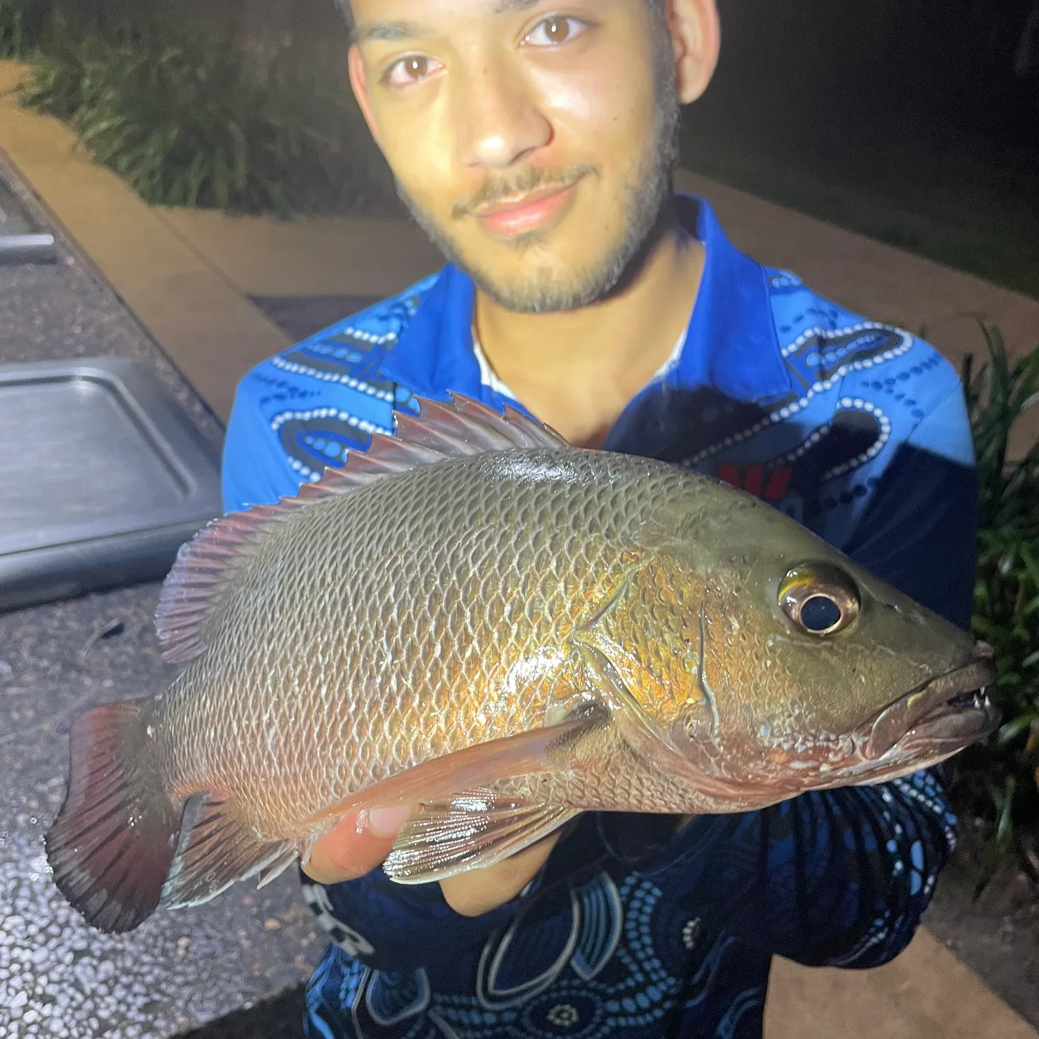 The most popular recent Mangrove red snapper catch on Fishbrain