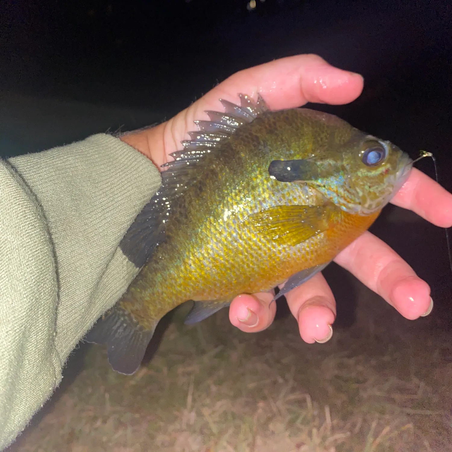 The most popular recent Redbreast sunfish x bluegill catch on Fishbrain