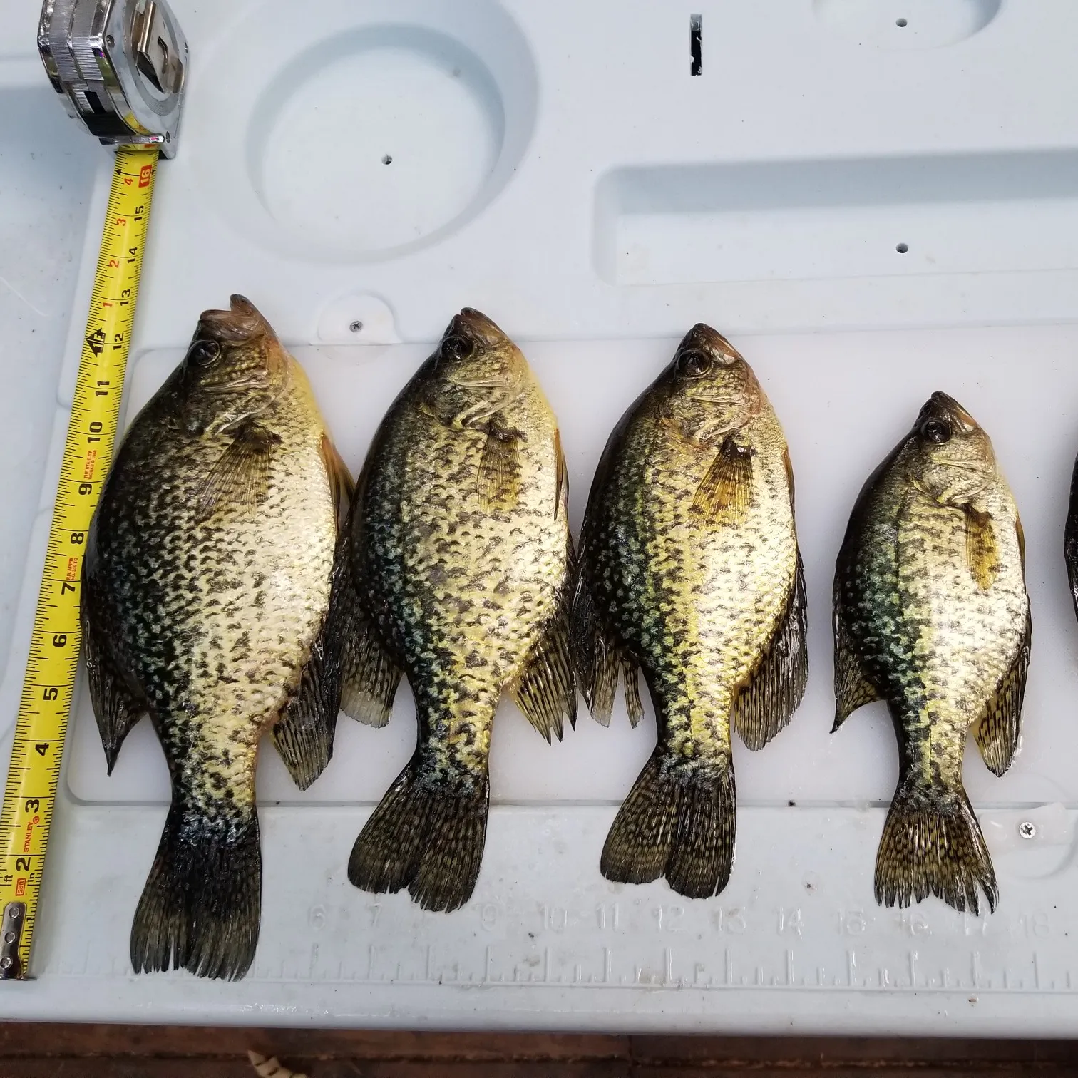 recently logged catches