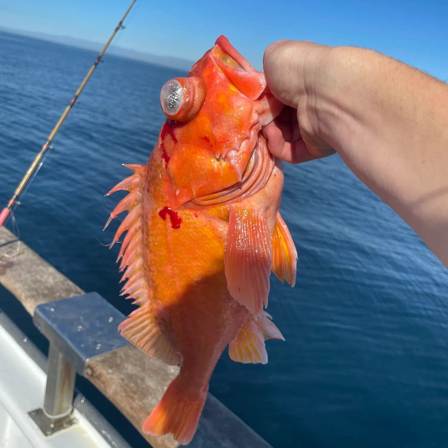 The most popular recent Green blotched rockfish catch on Fishbrain