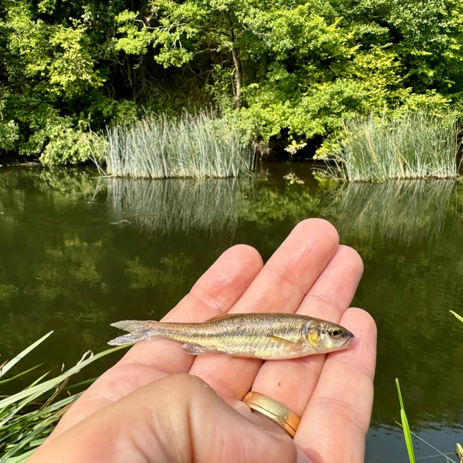 The most popular recent Eurasian minnow catch on Fishbrain