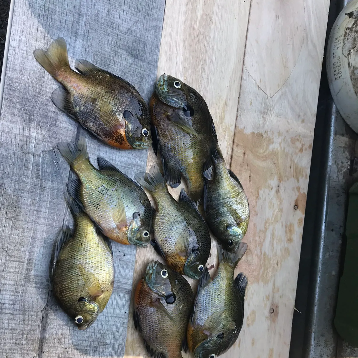 recently logged catches