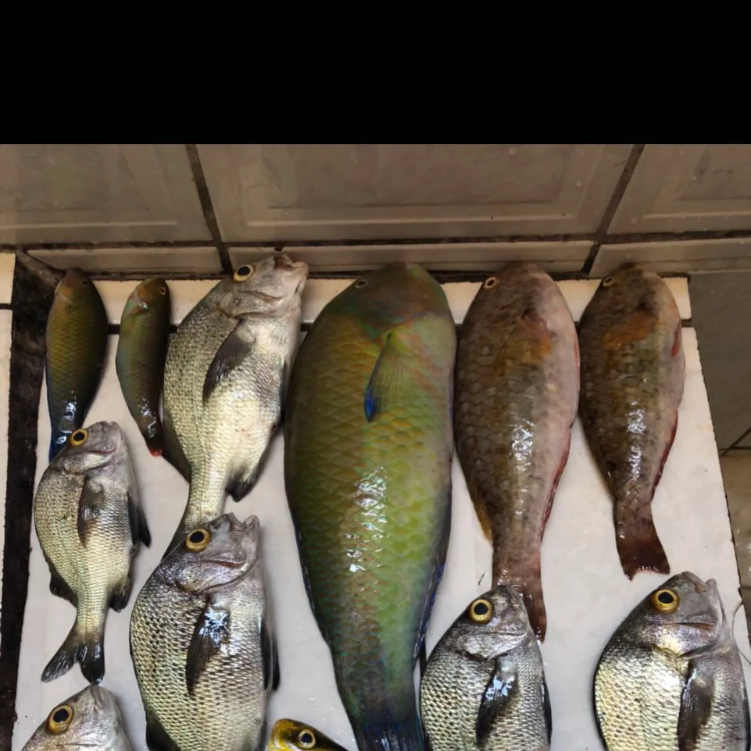 recently logged catches