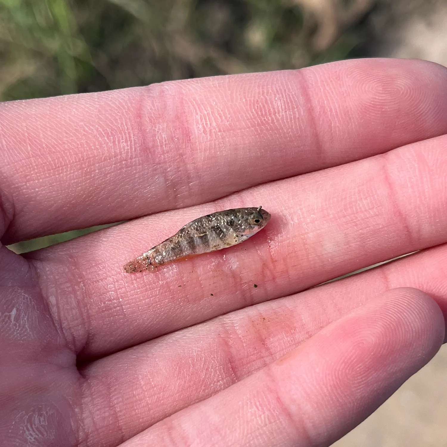 The most popular recent Eurasian minnow catch on Fishbrain