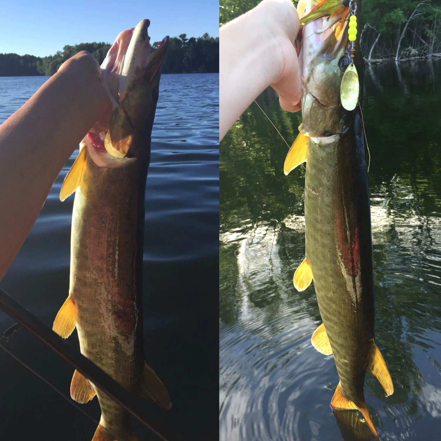 recently logged catches