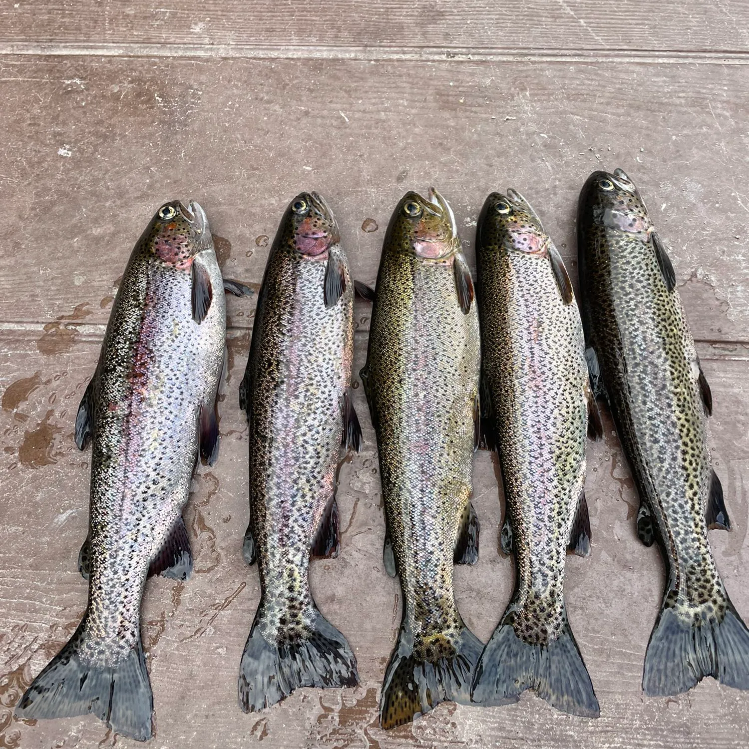 recently logged catches